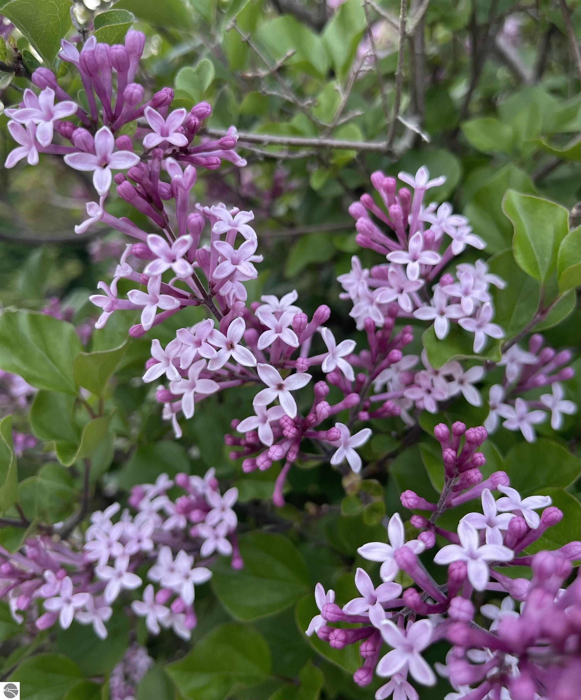 Image 66