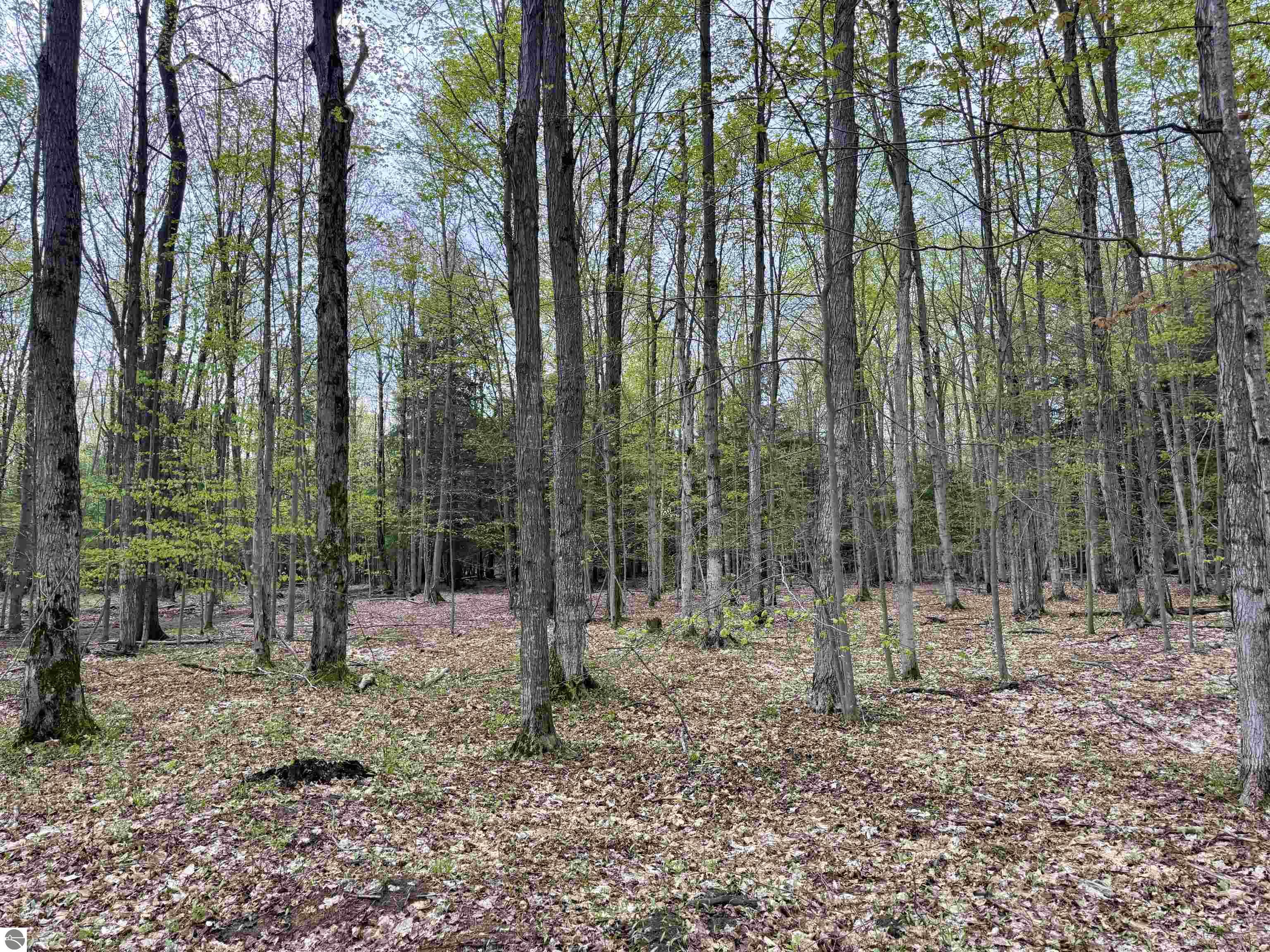 Image 19