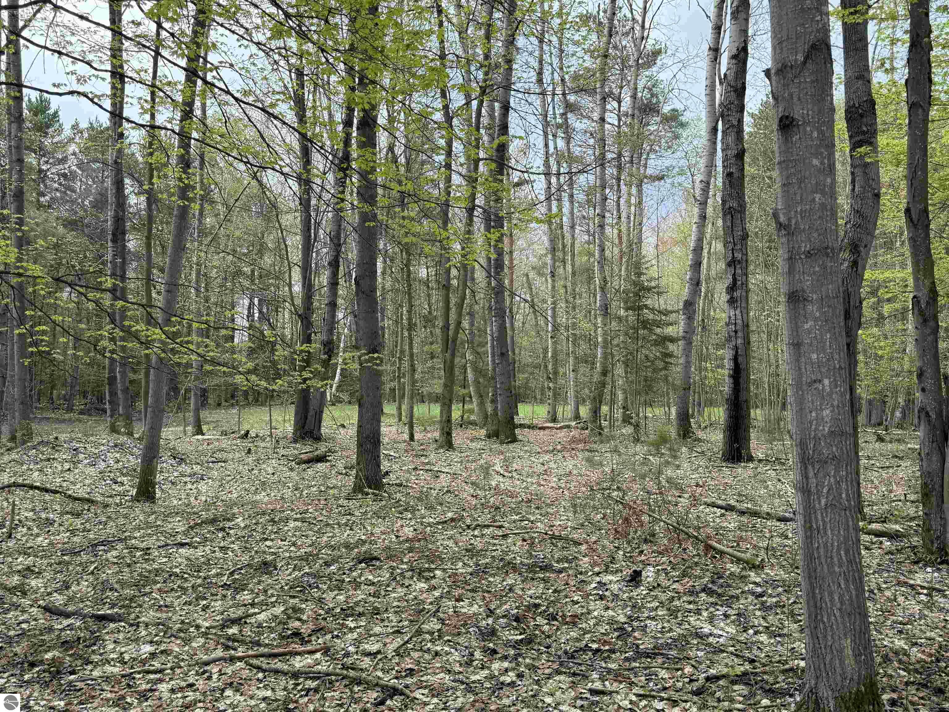 Image 31