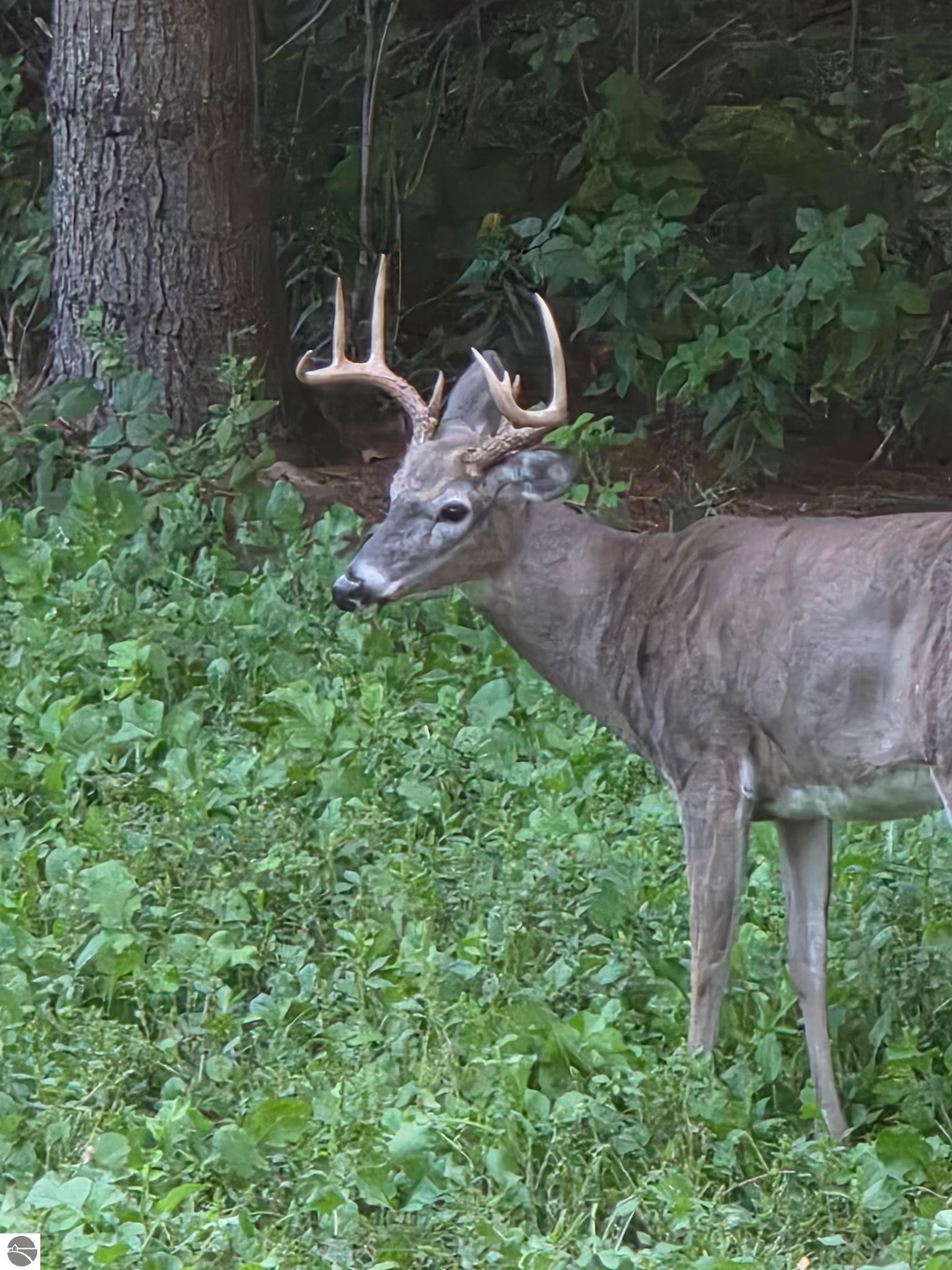 Image 84