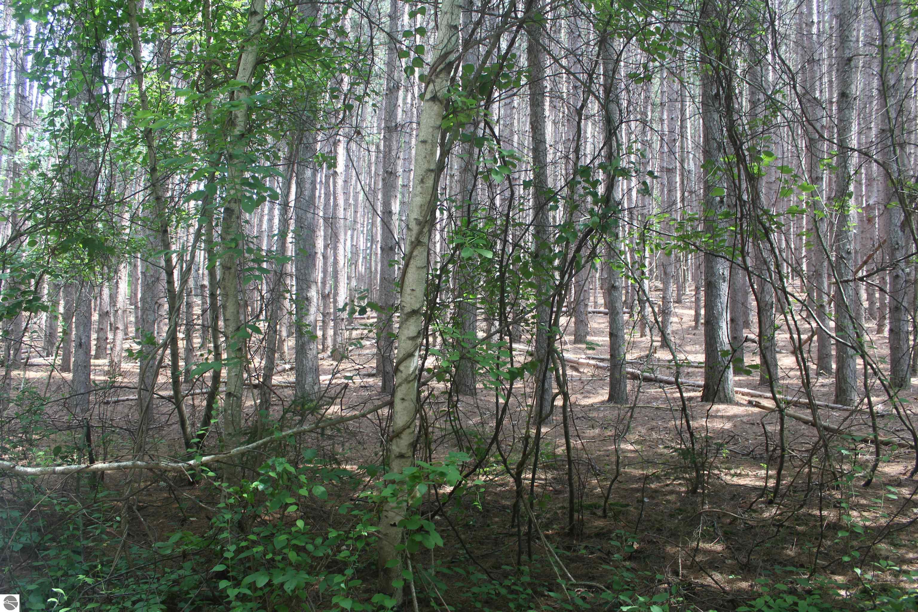 Image 15