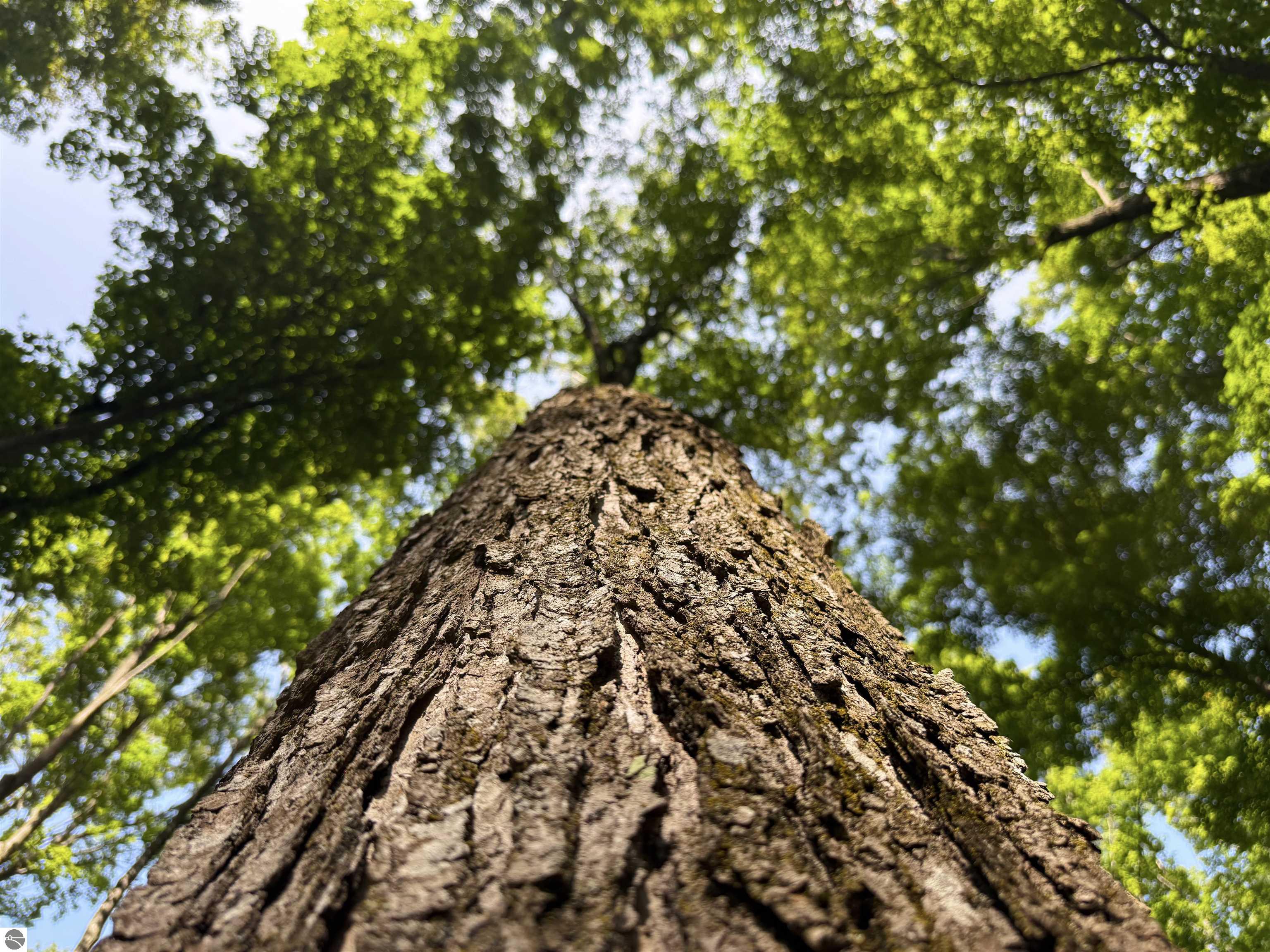 Image 31