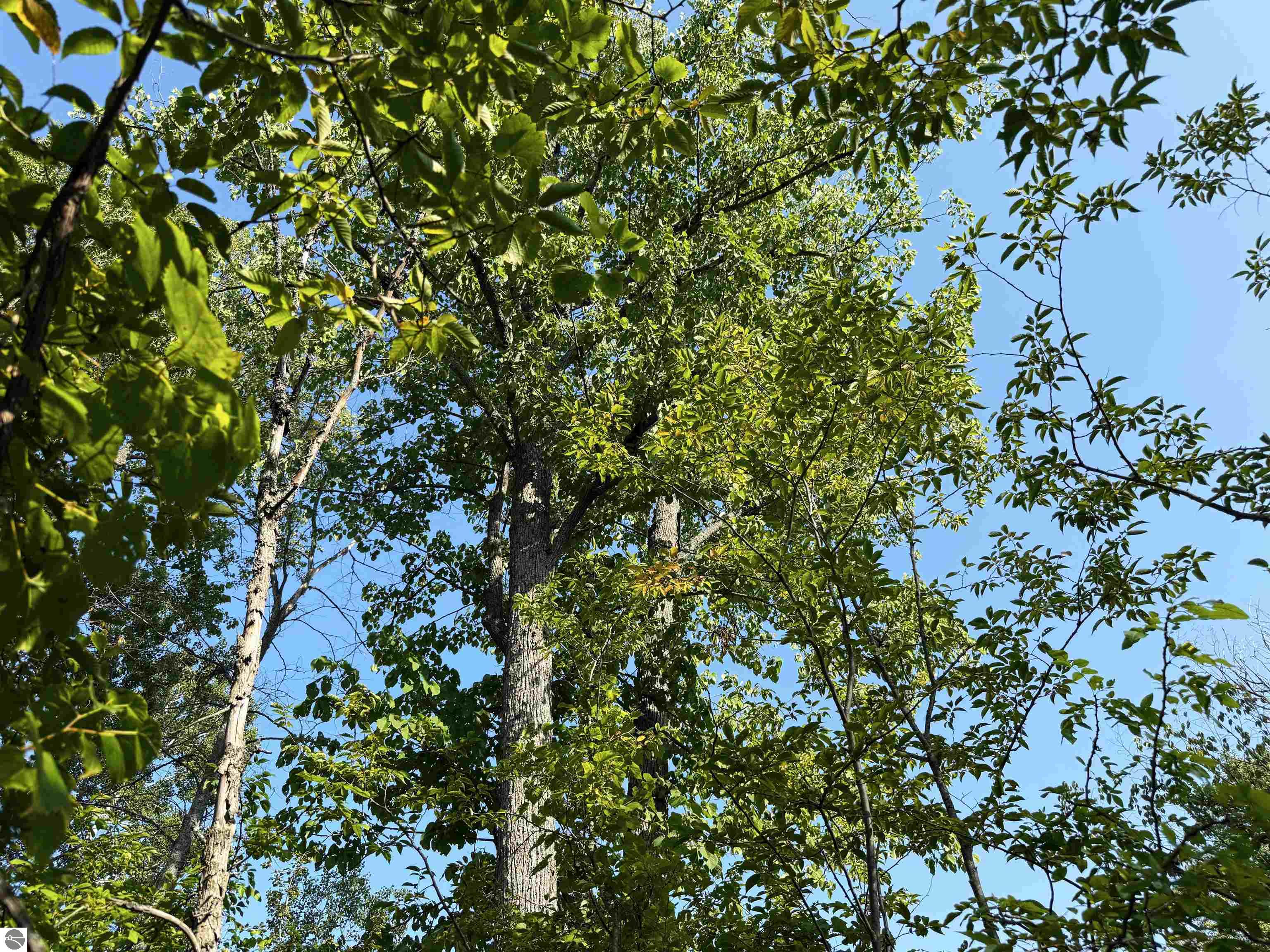 Image 32