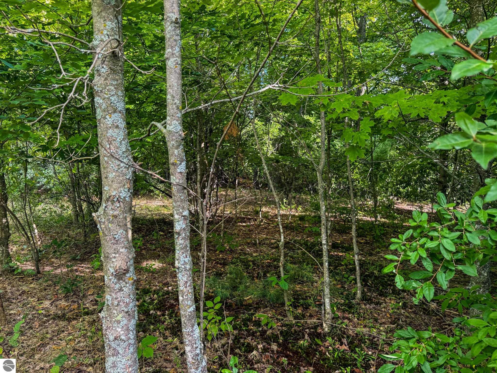 Image 13