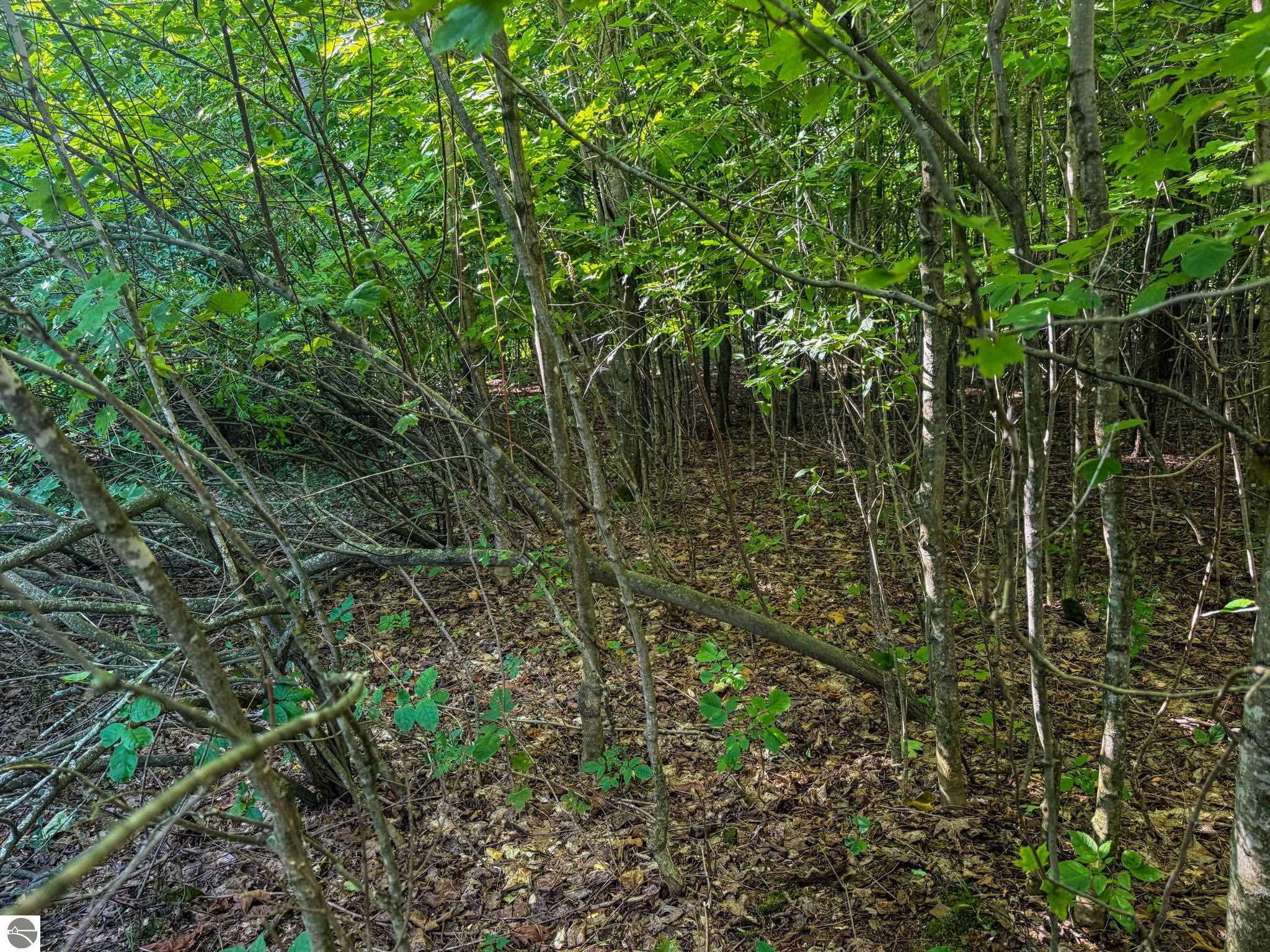 Image 19