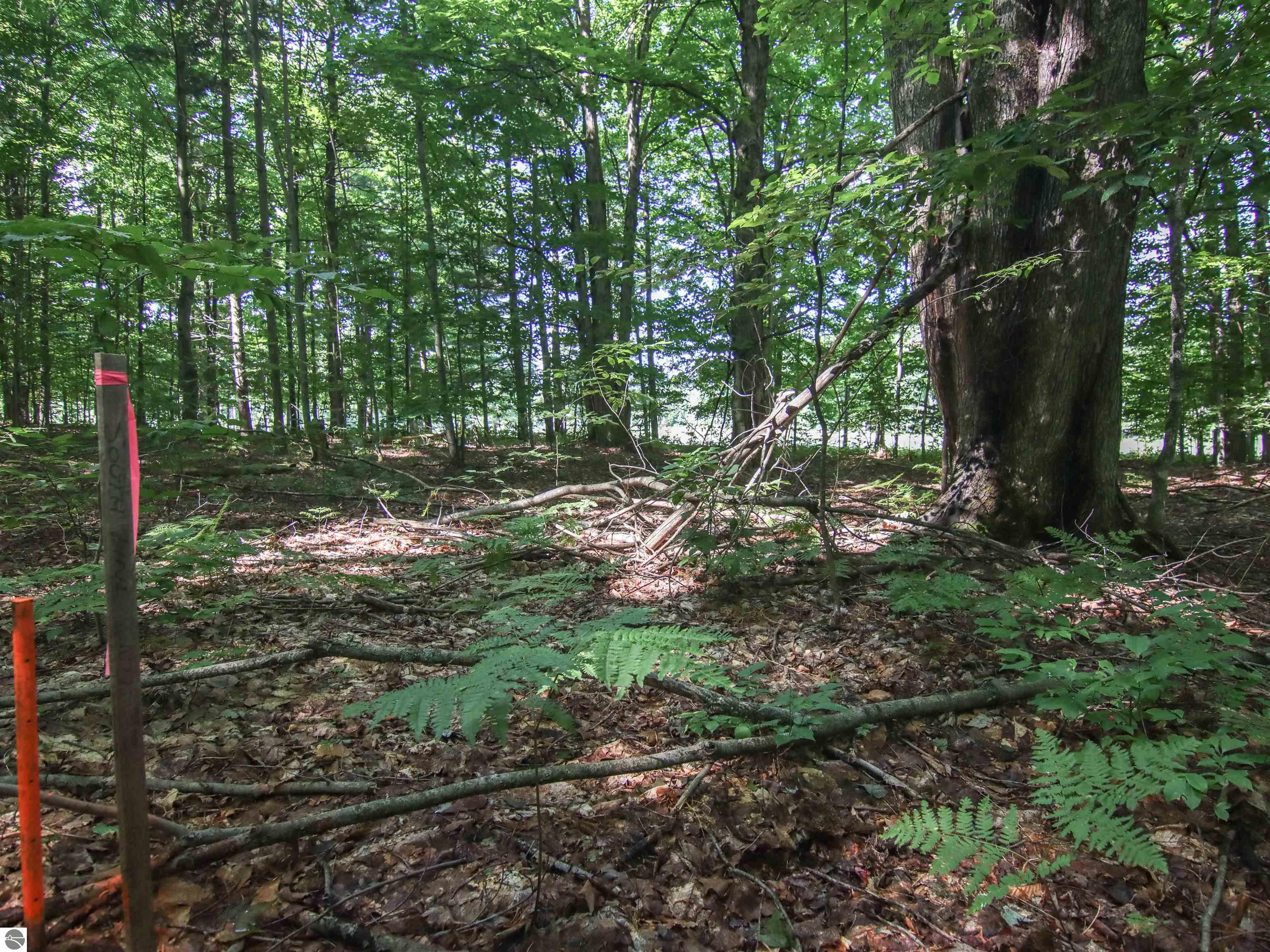 Image 13