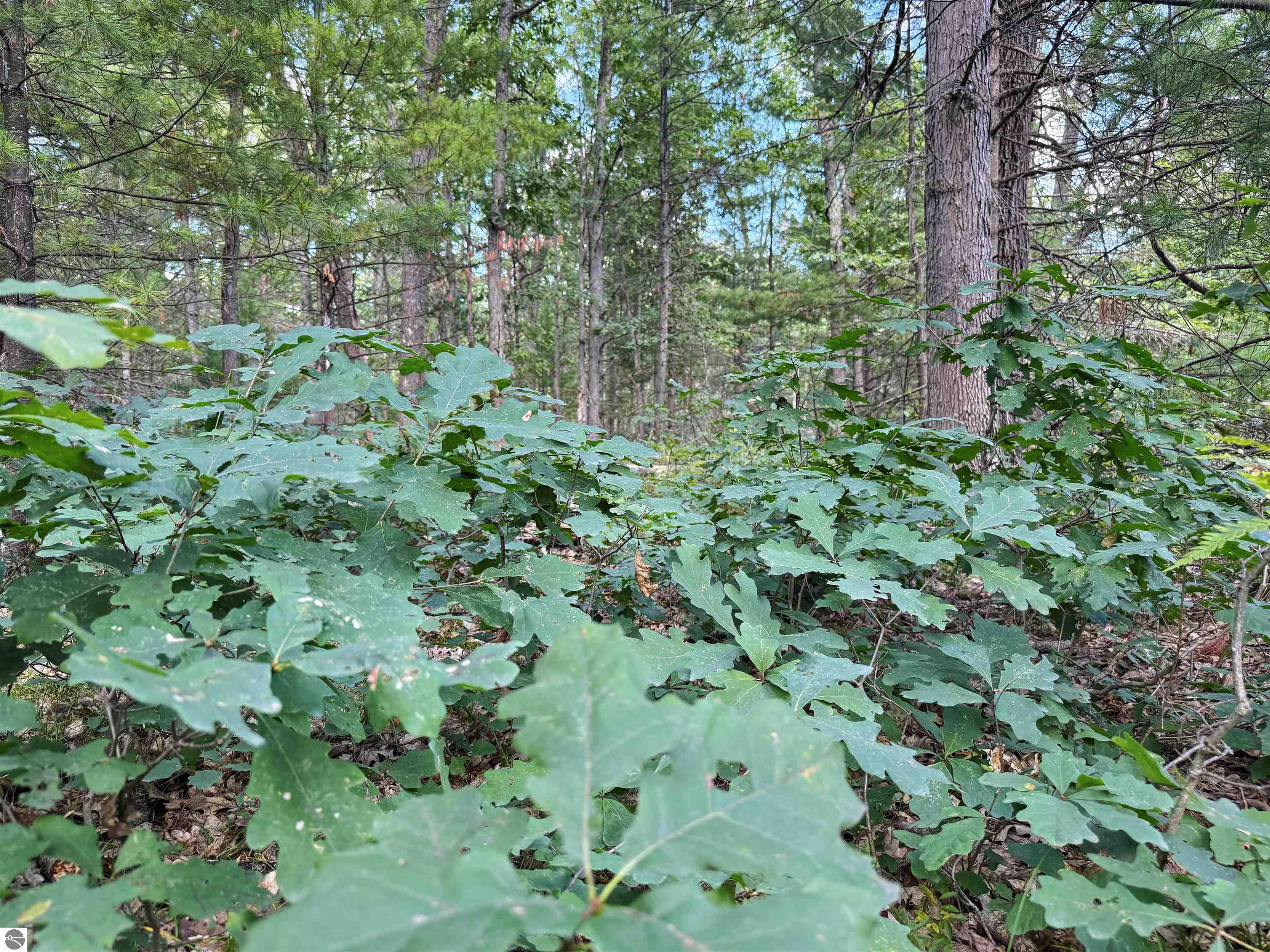 Image 15
