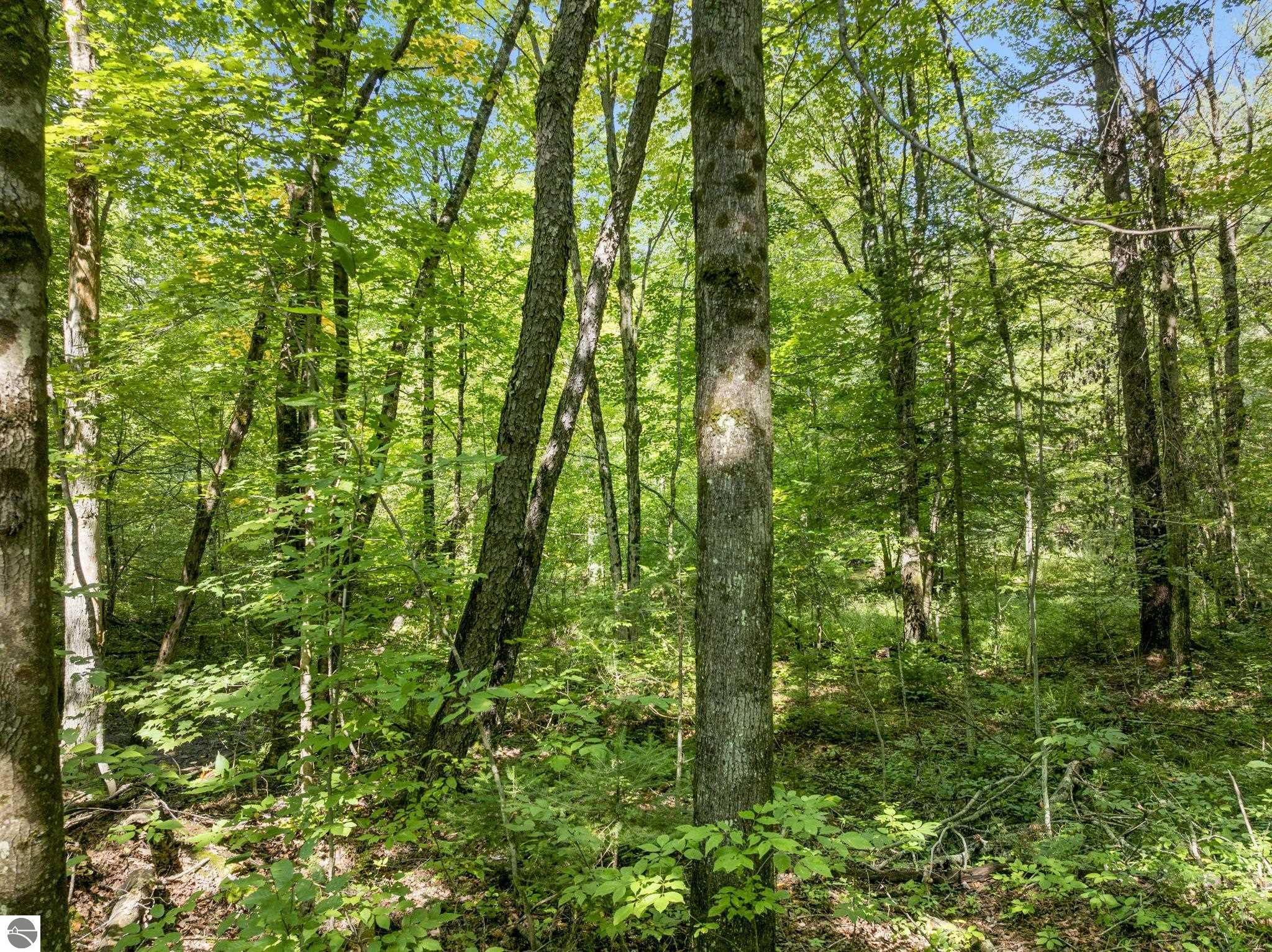 Image 19