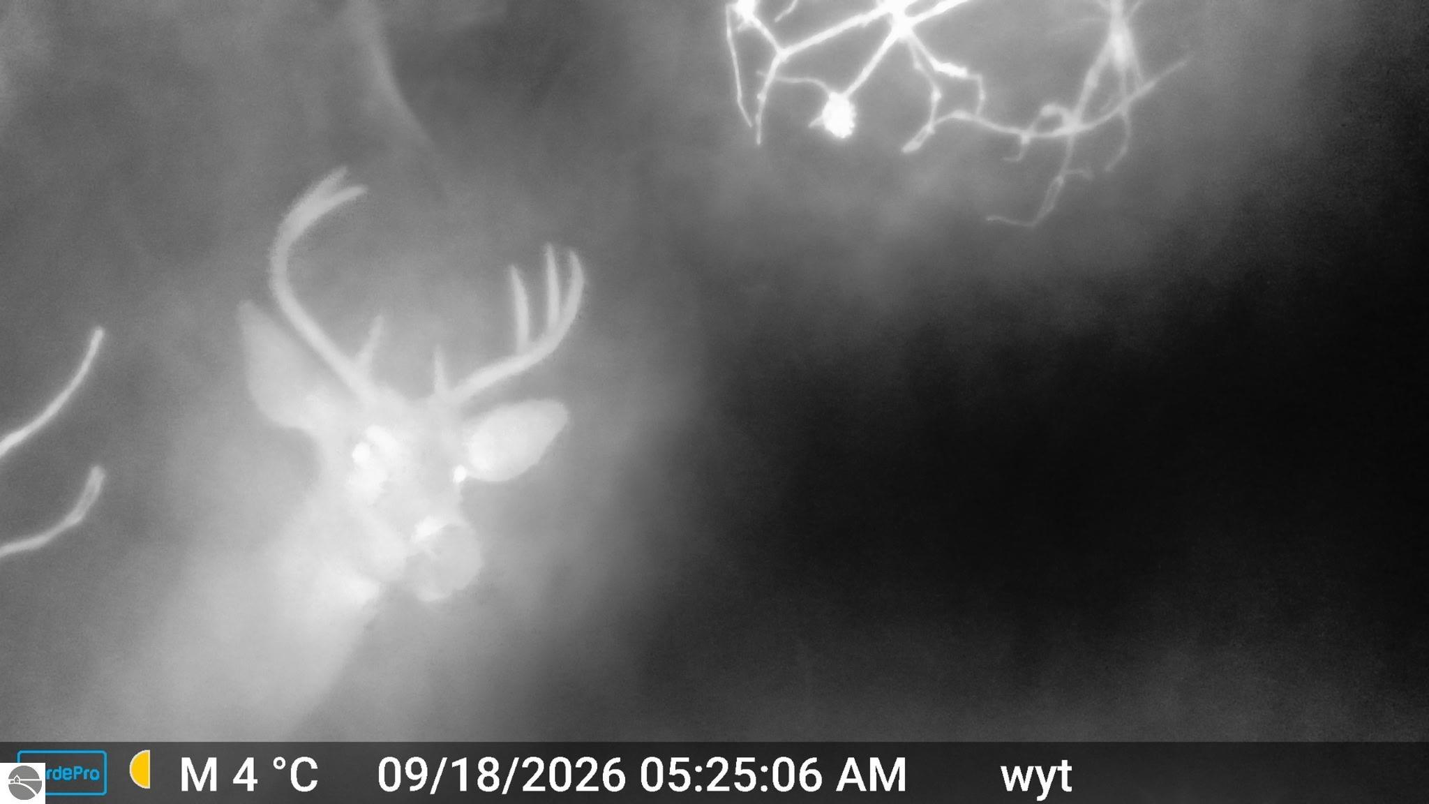 Image 64