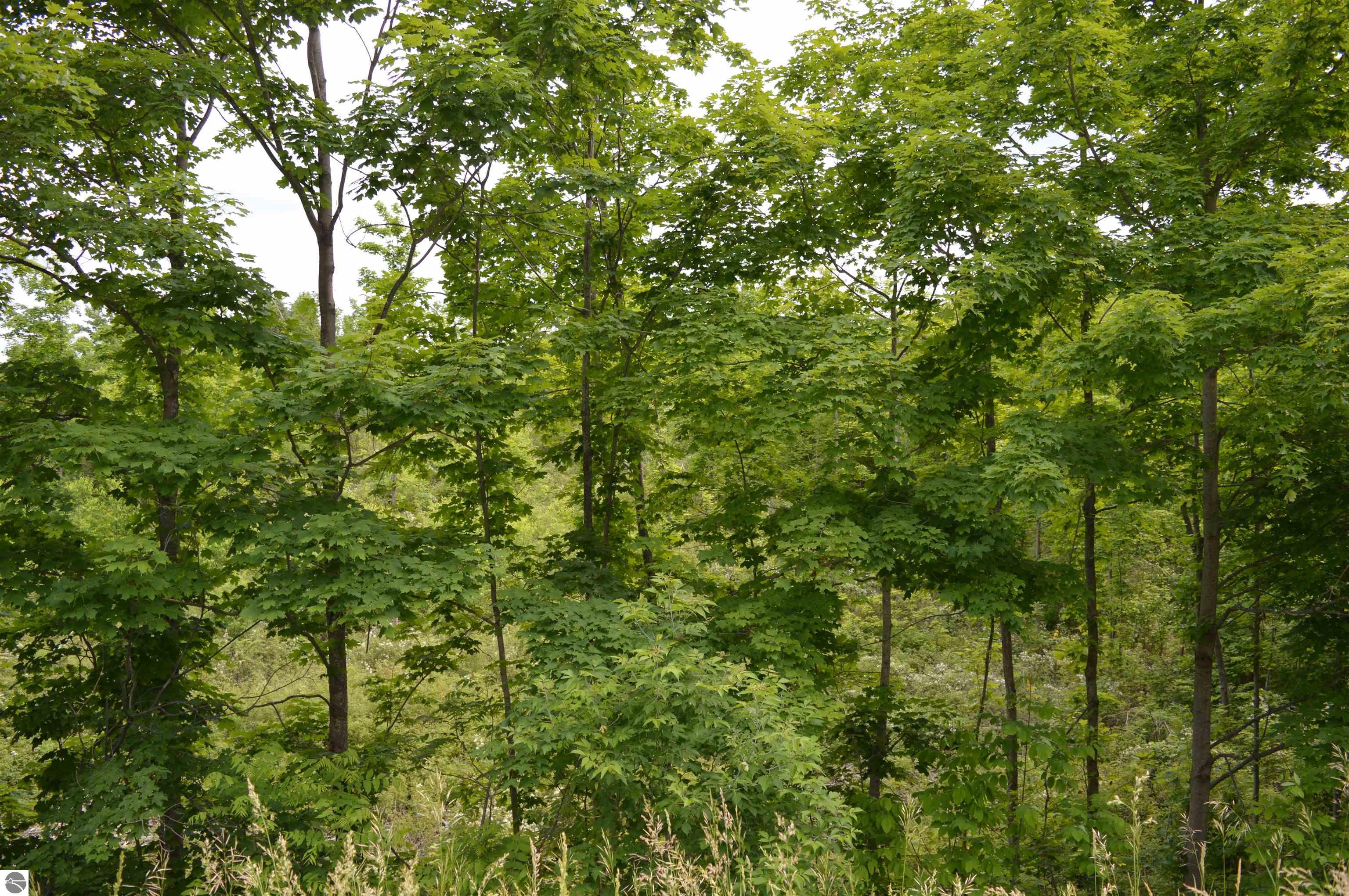 Image 13