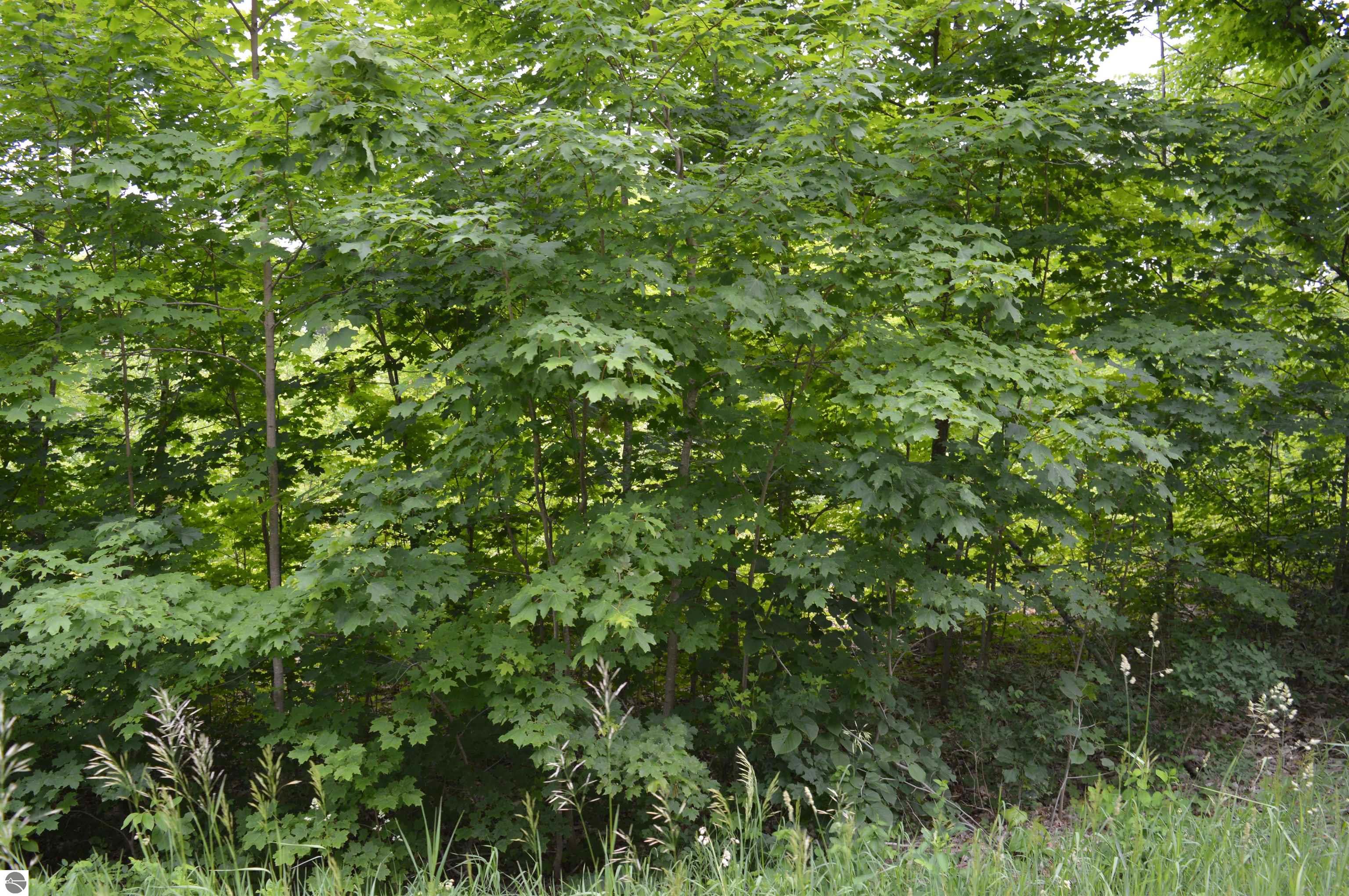 Image 16