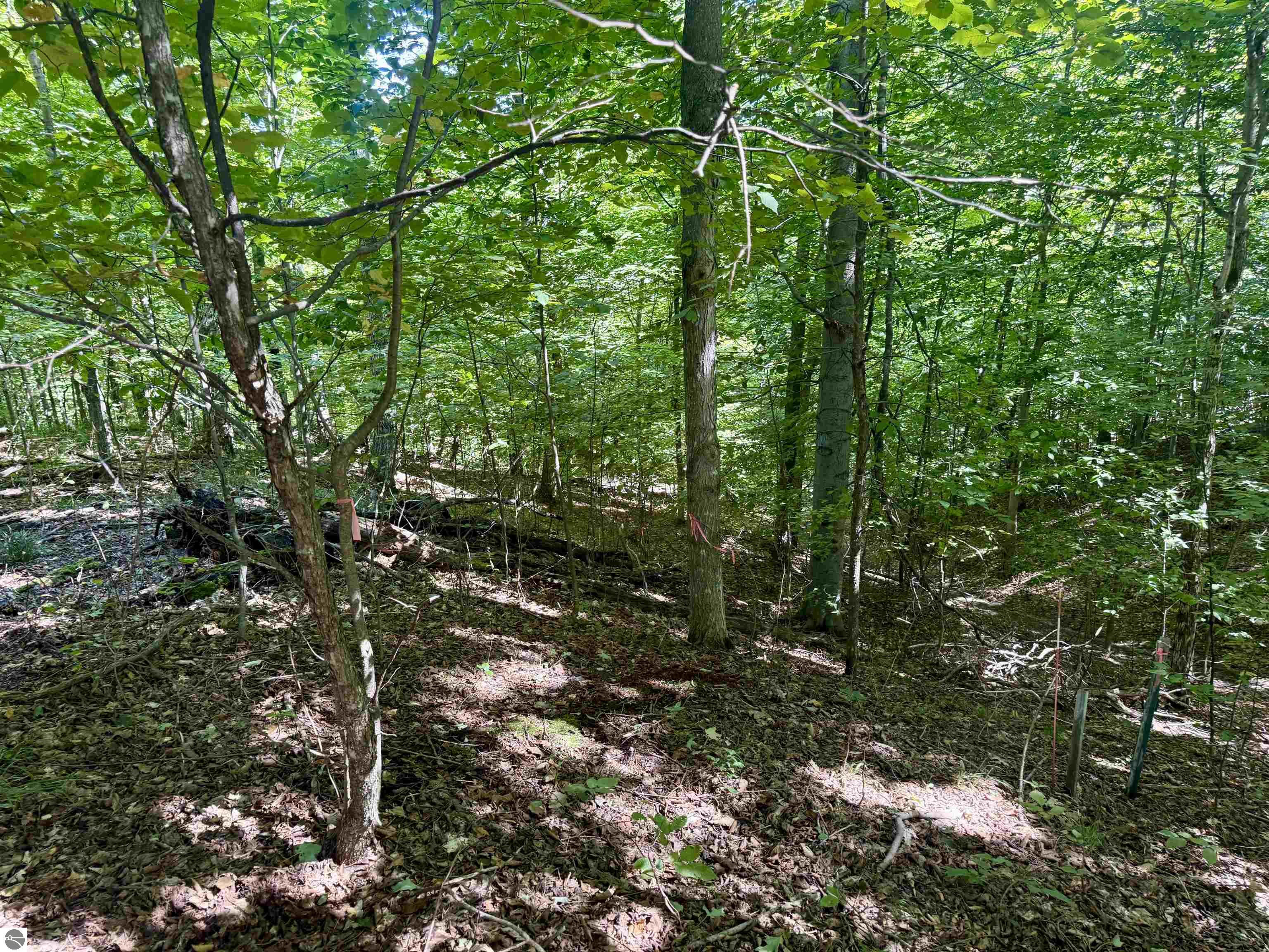 Image 13