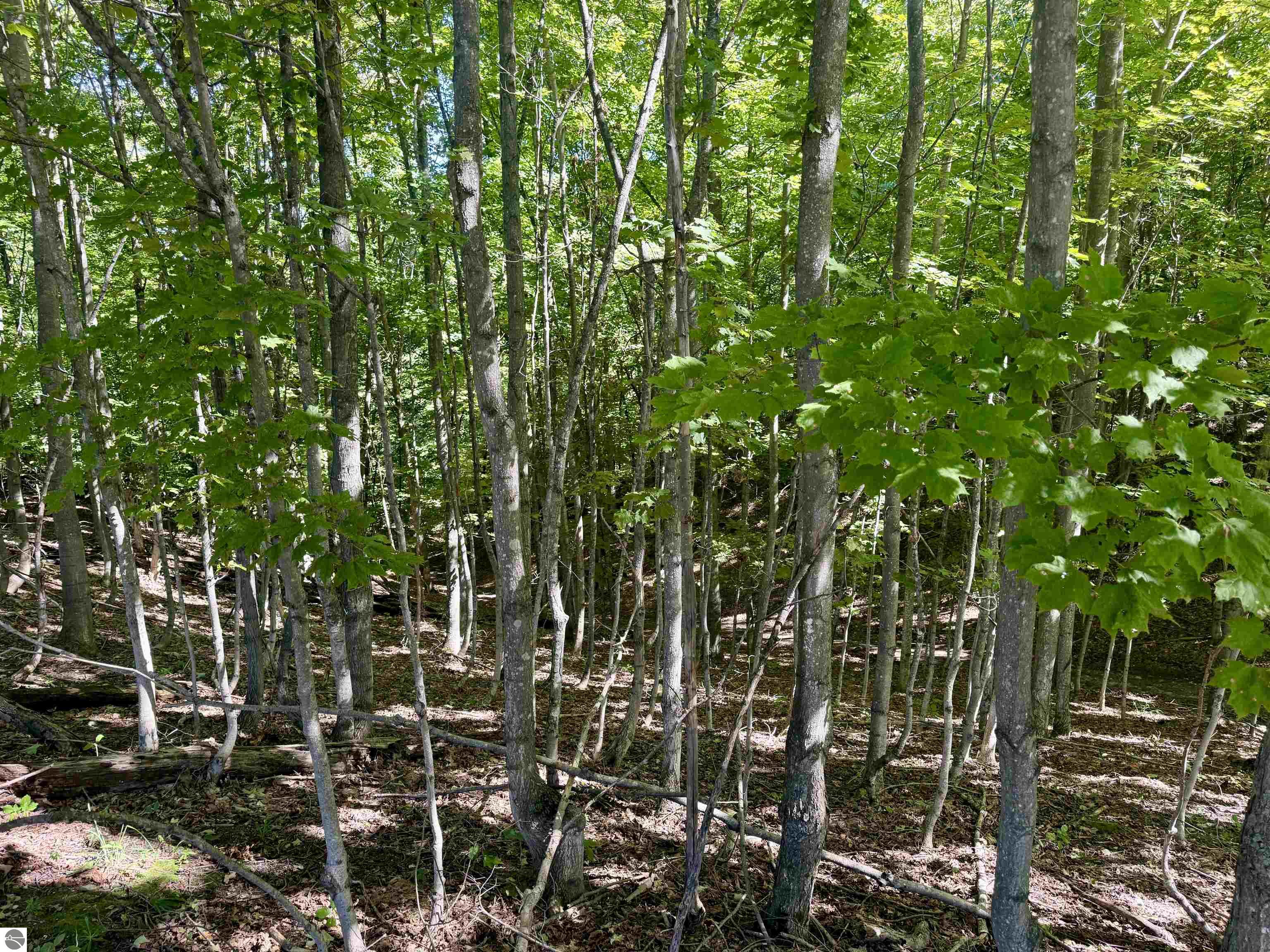Image 15