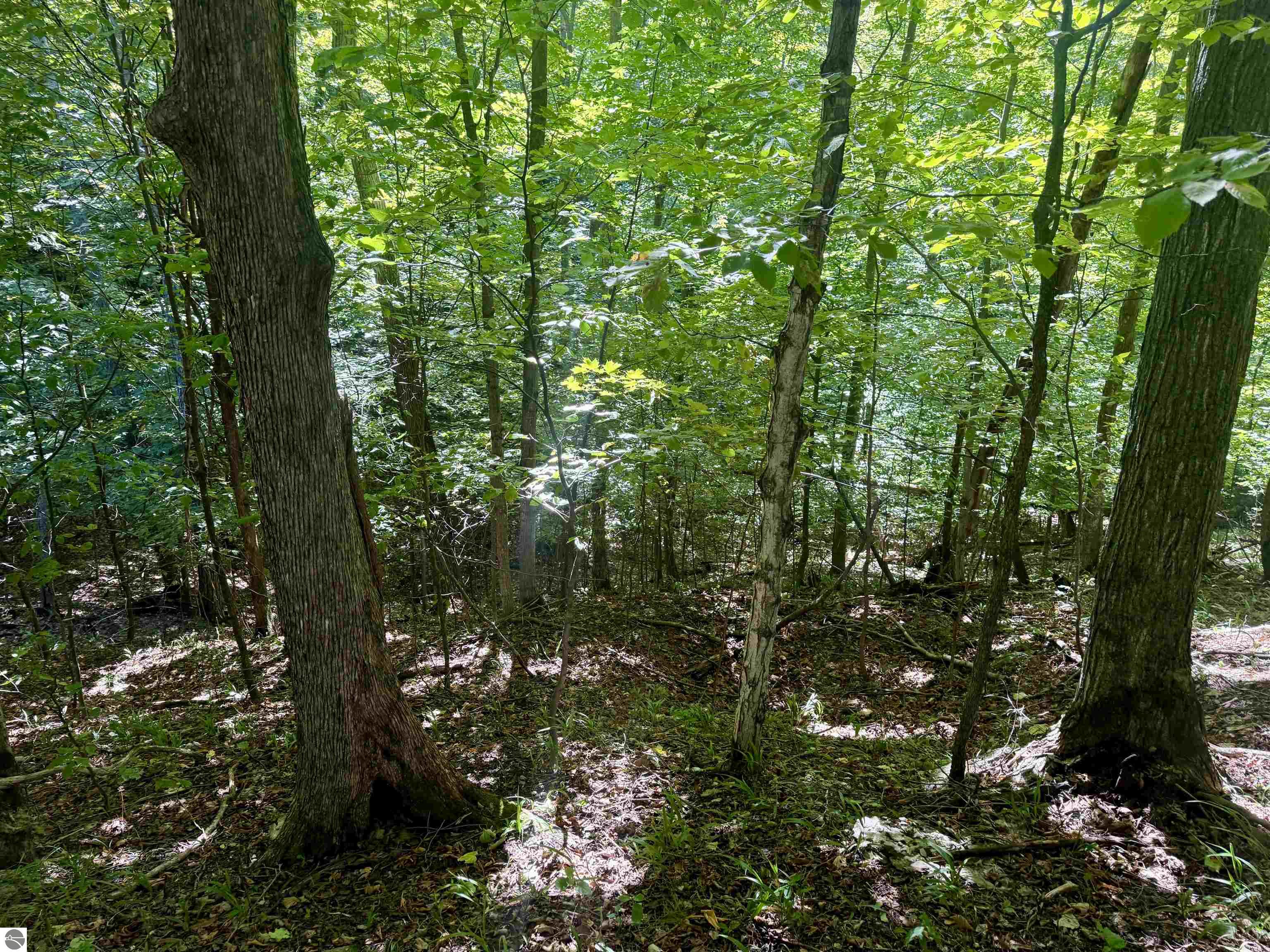 Image 31