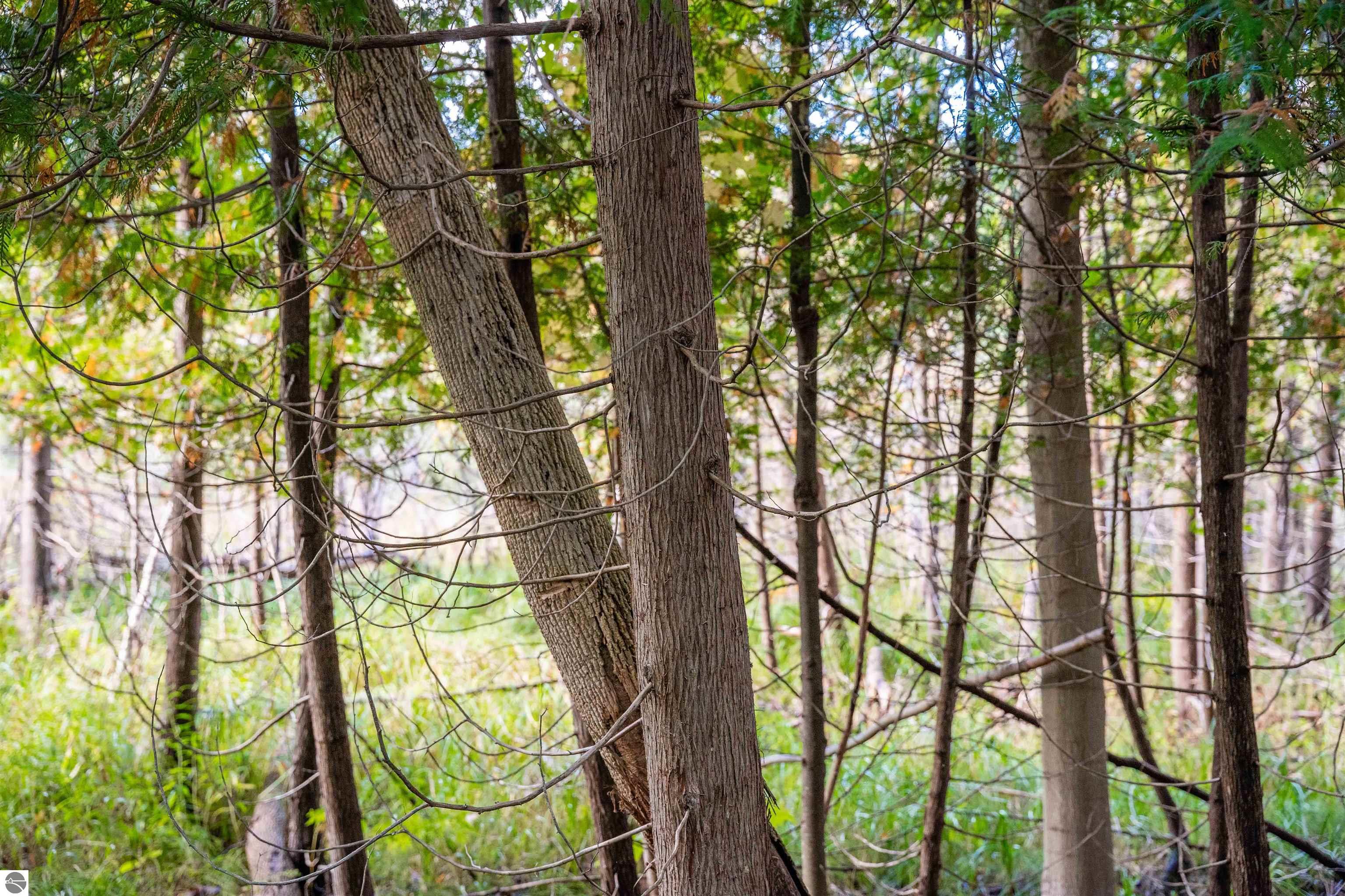 Image 82