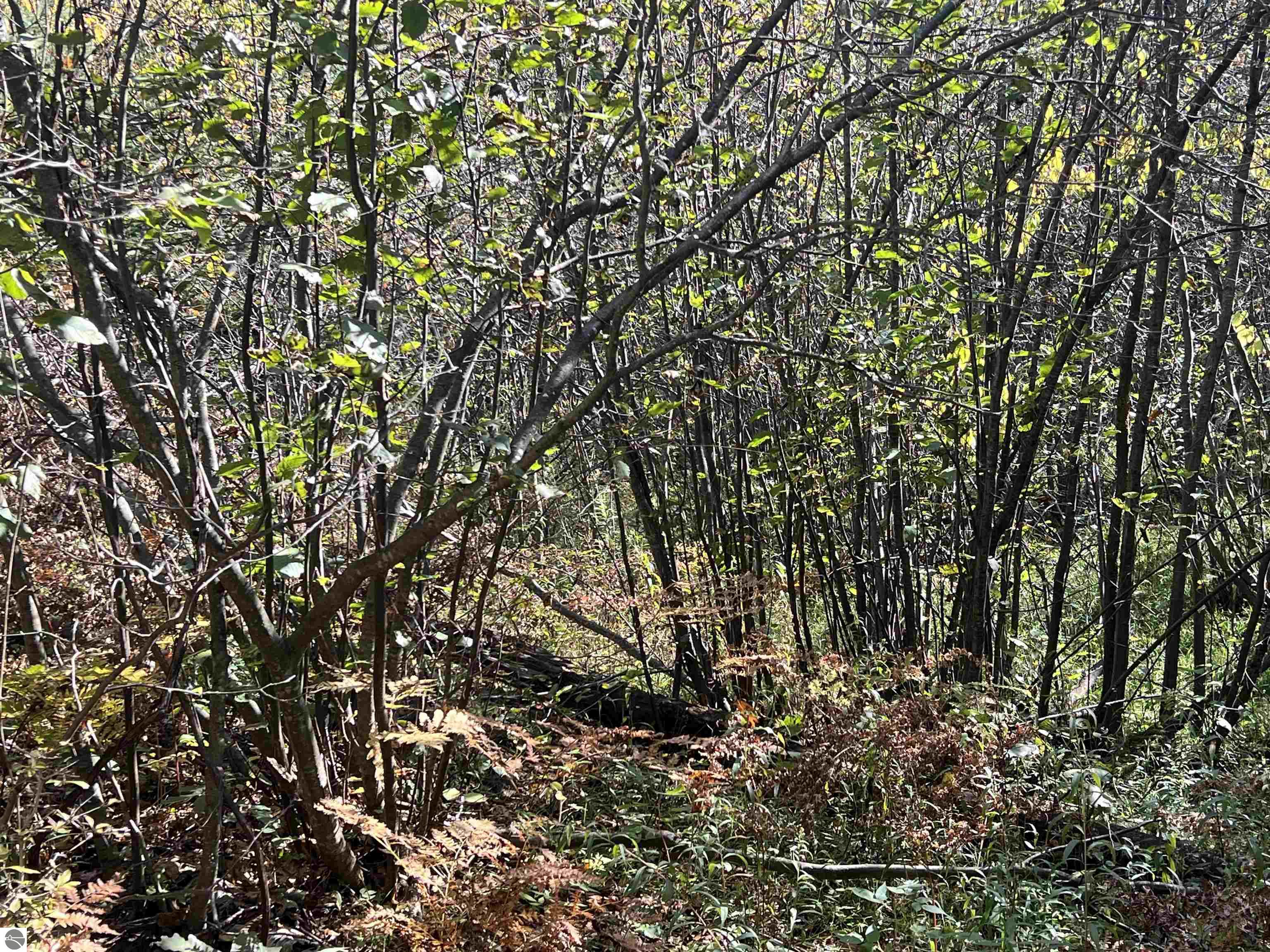 Image 62