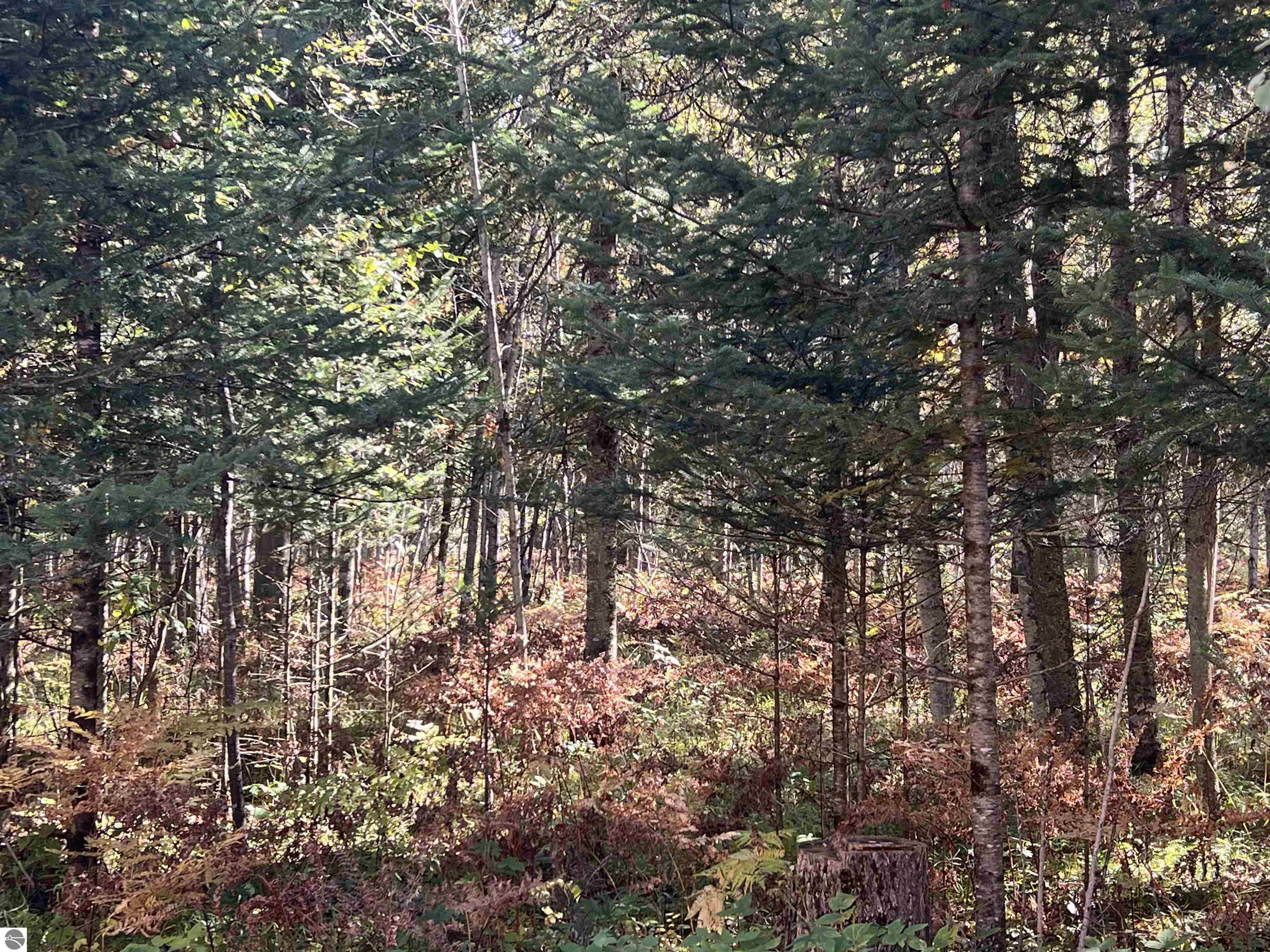 Image 81