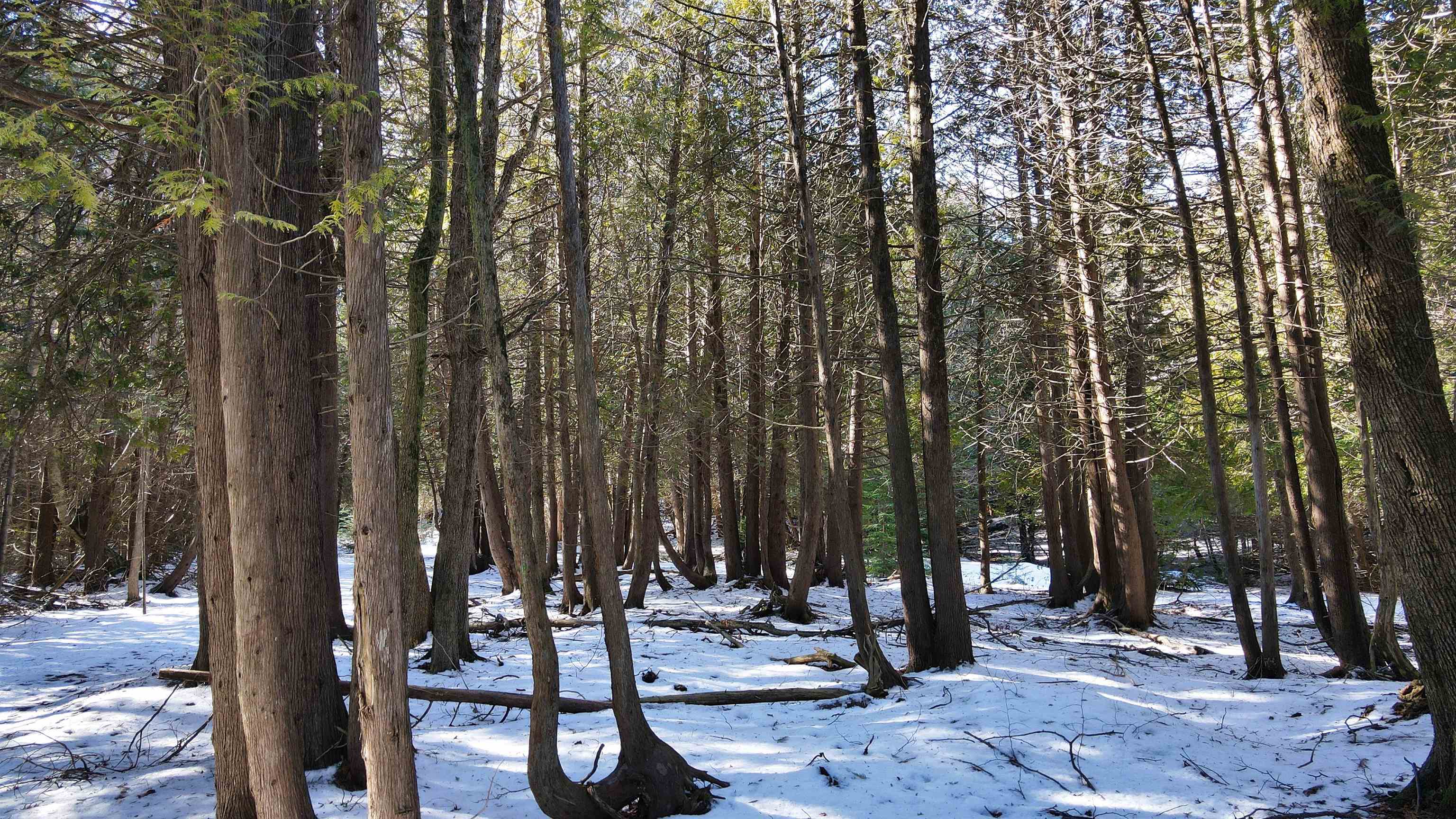 37 Acres N Cathead Bay Drive, Northport, MI, 49670