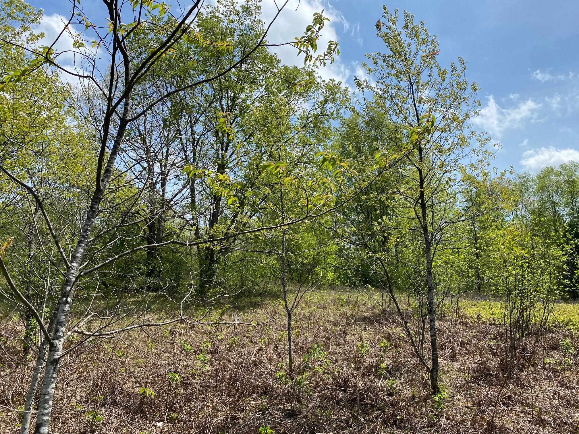 Photo 3 of Land for sale at Crestview Dr, Cadillac, MI 49601 | MLS# 78080056240 | Listing updated on 2026-05-03