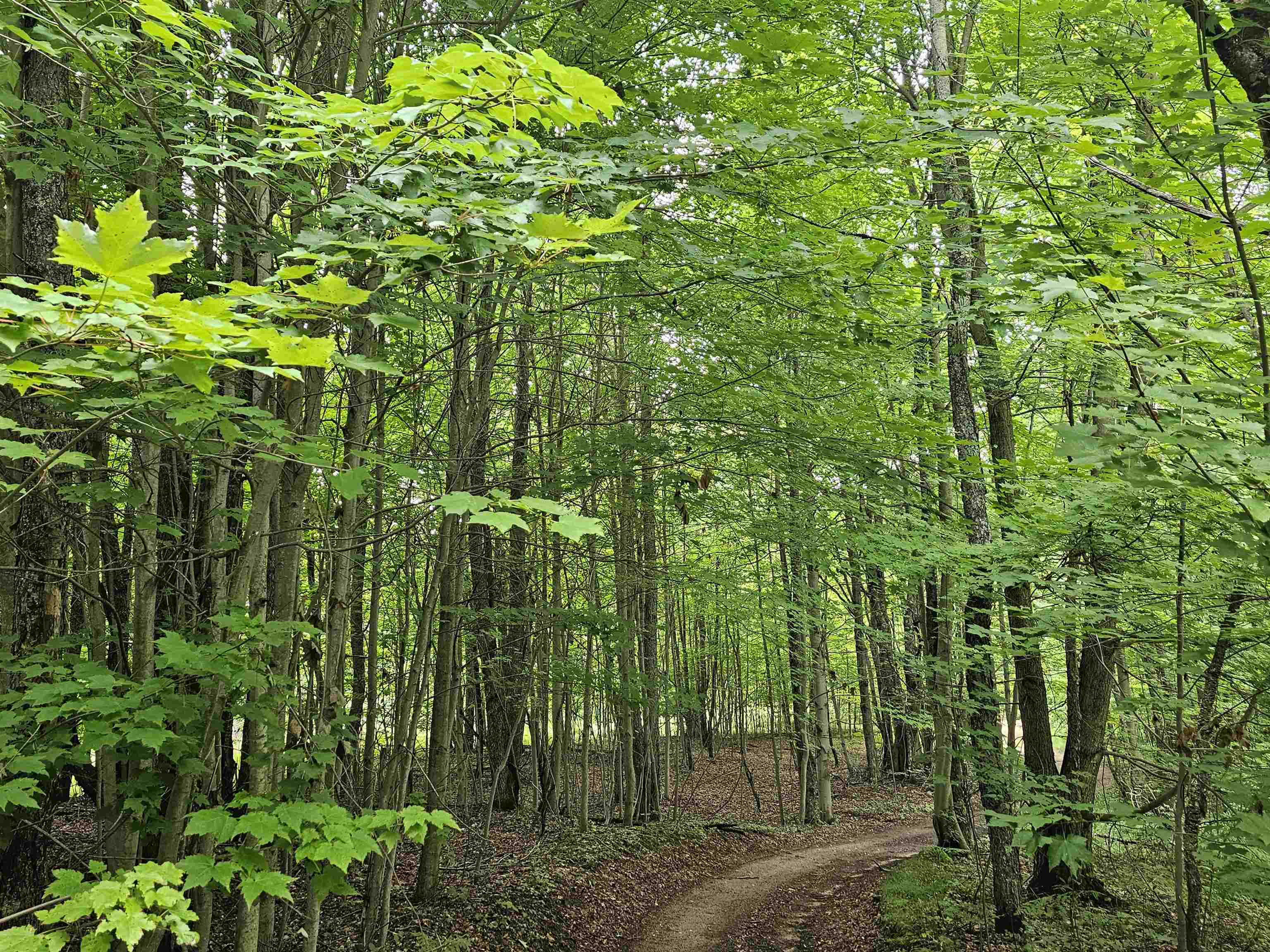 Homes for sale in Rose Lake Township Osceola, MI | V/l Canyon Rd, Rose Lake Township Osceola, MI 49665 | MLS# 78080059494