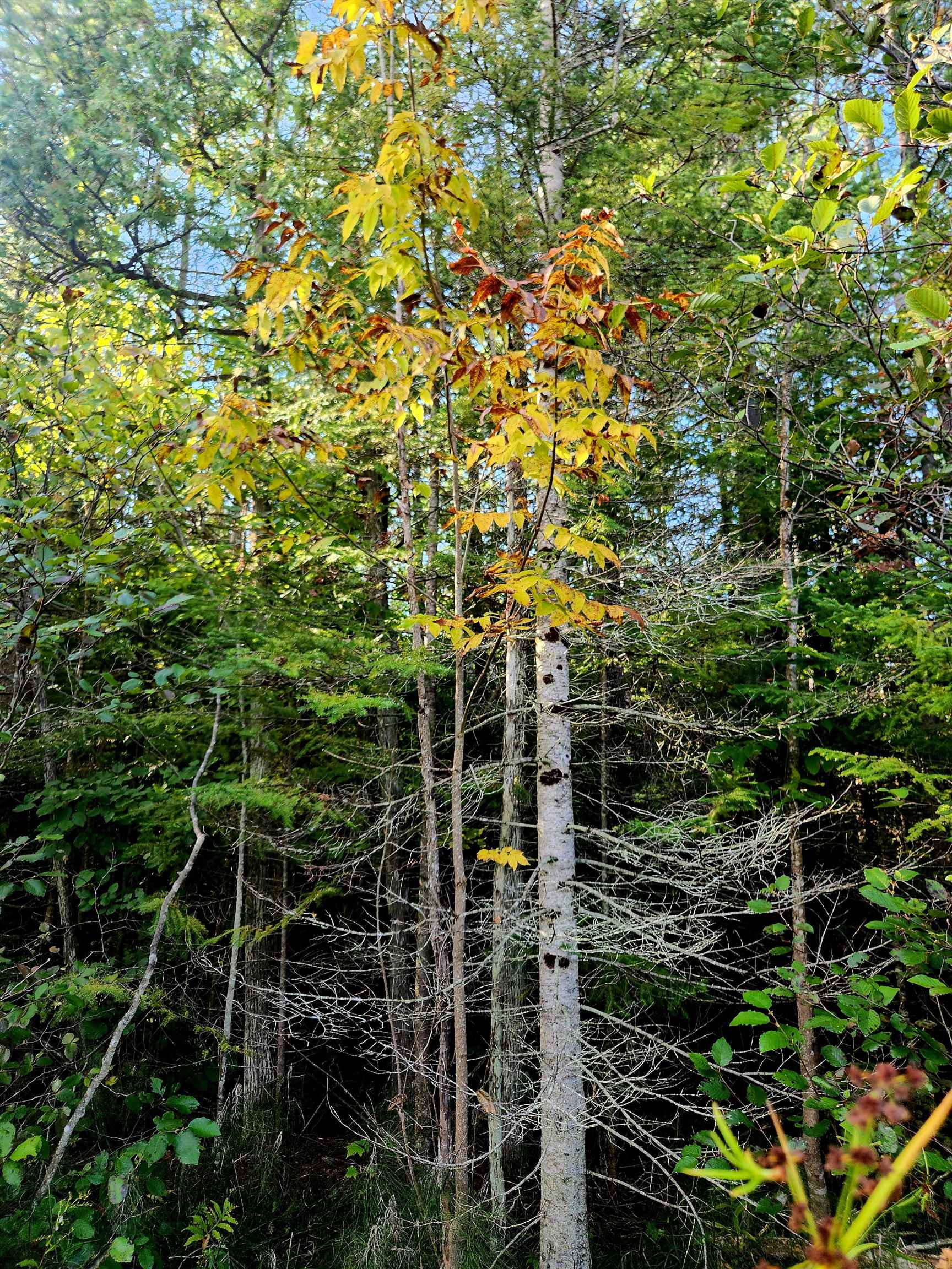 0 State Road, Kalkaska, MI, 49646