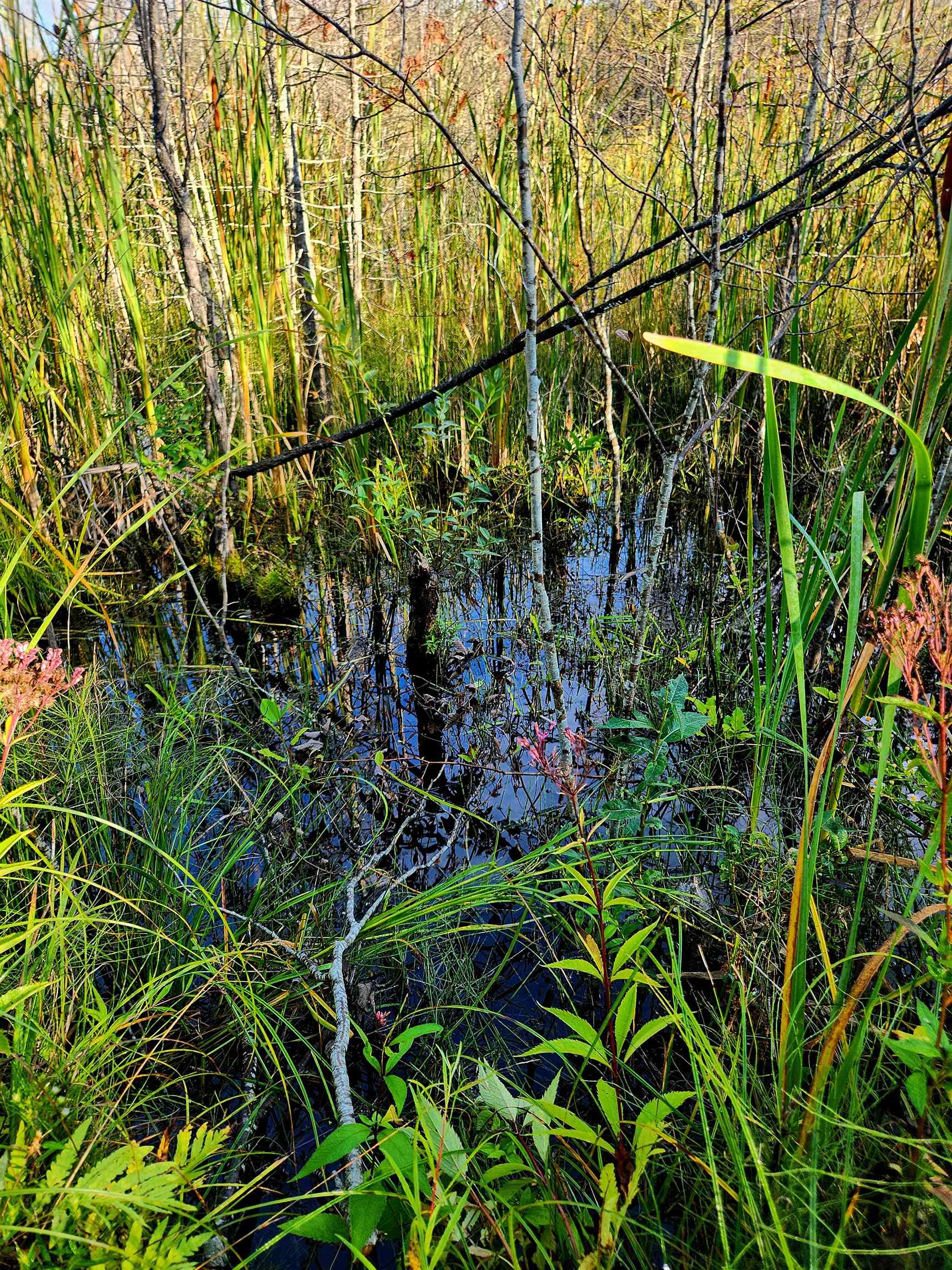 0 State Road, Kalkaska, MI, 49646