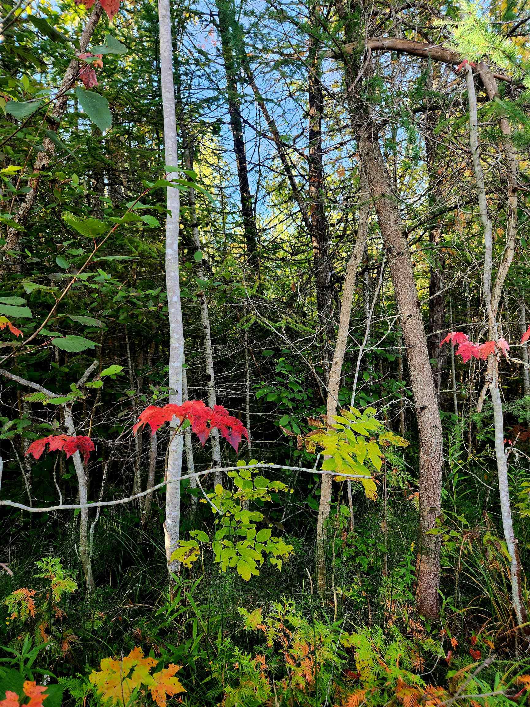 0 State Road, Kalkaska, MI, 49646