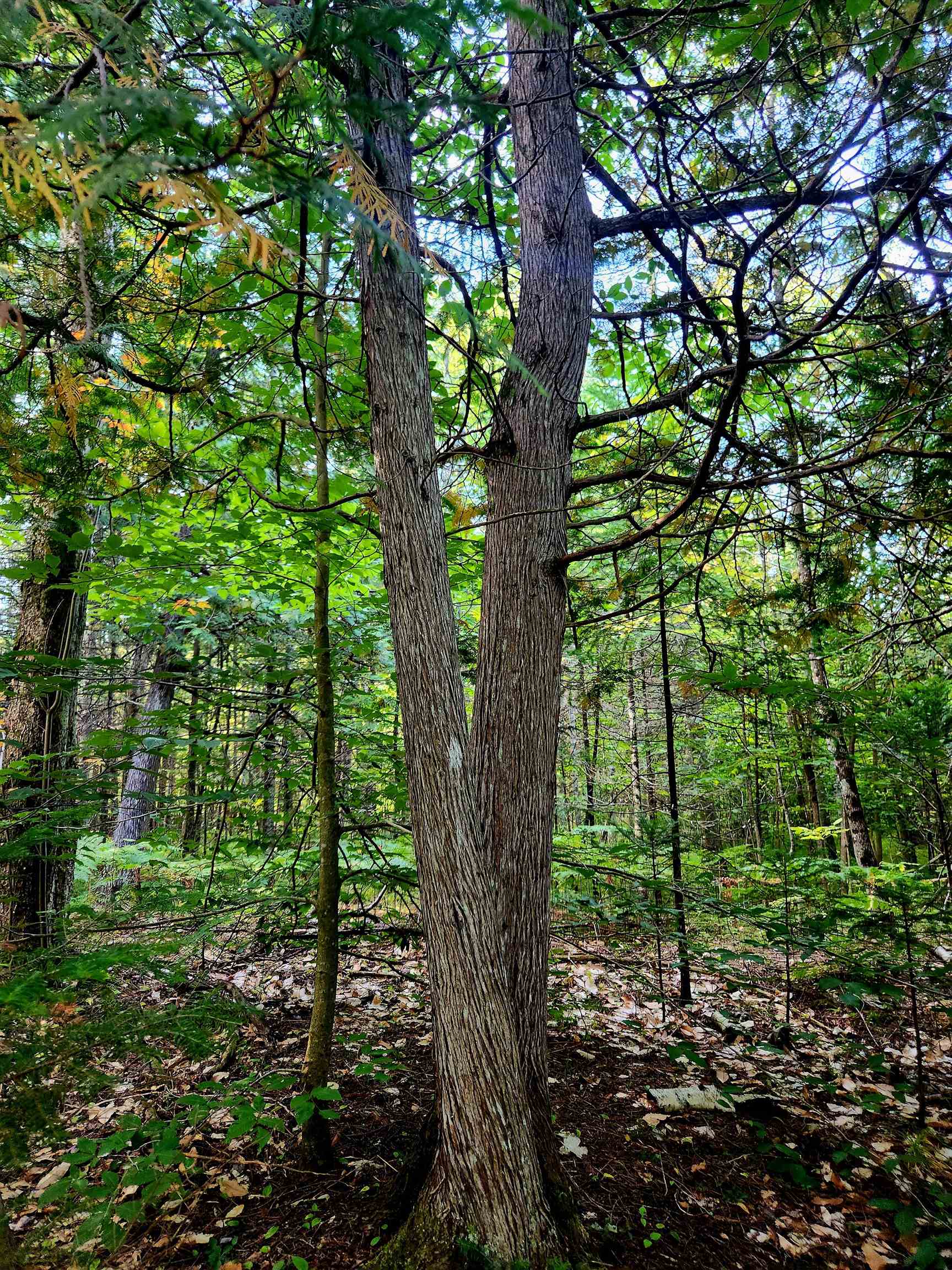 0 State Road, Kalkaska, MI, 49646