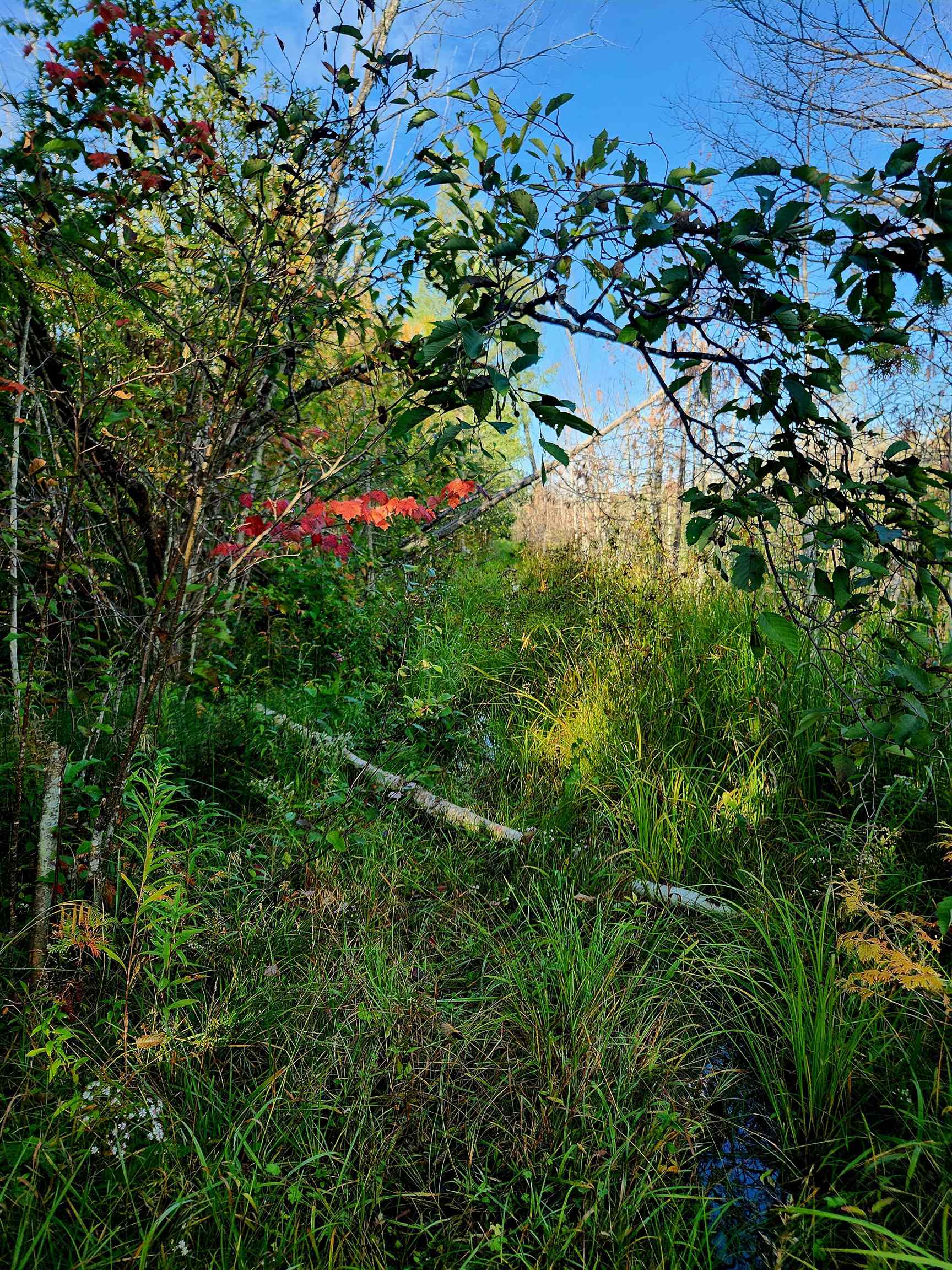 0 State Road, Kalkaska, MI, 49646