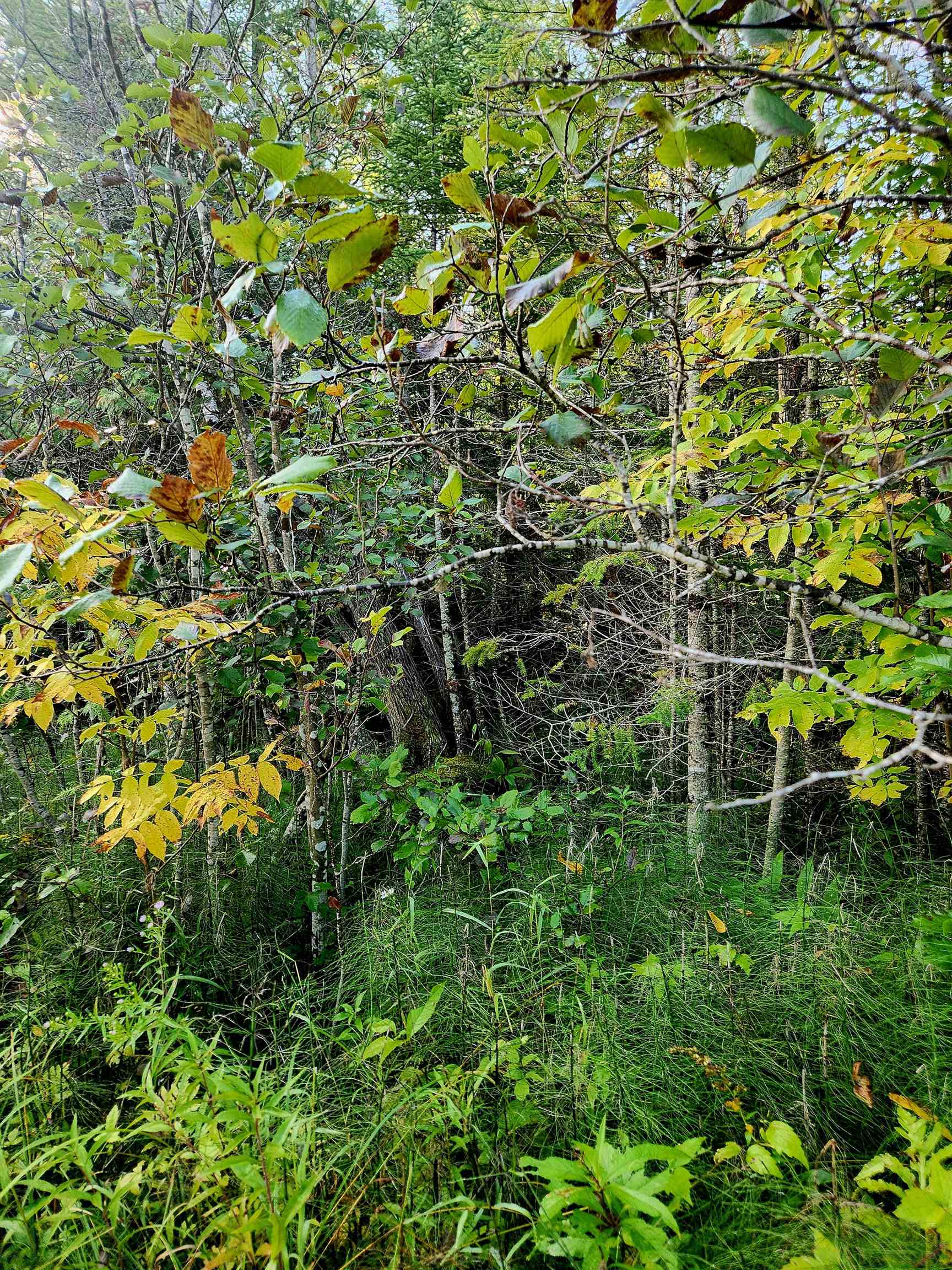 0 State Road, Kalkaska, MI, 49646