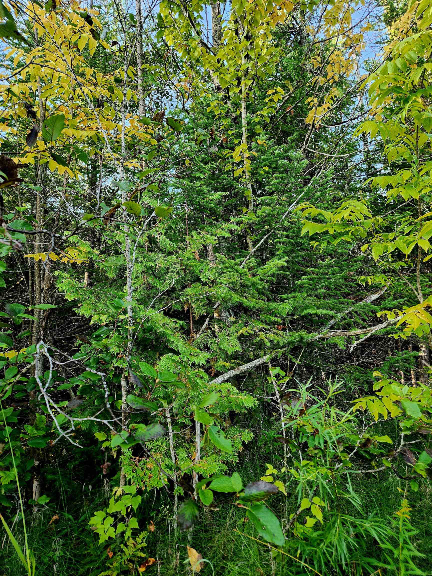 0 State Road, Kalkaska, MI, 49646