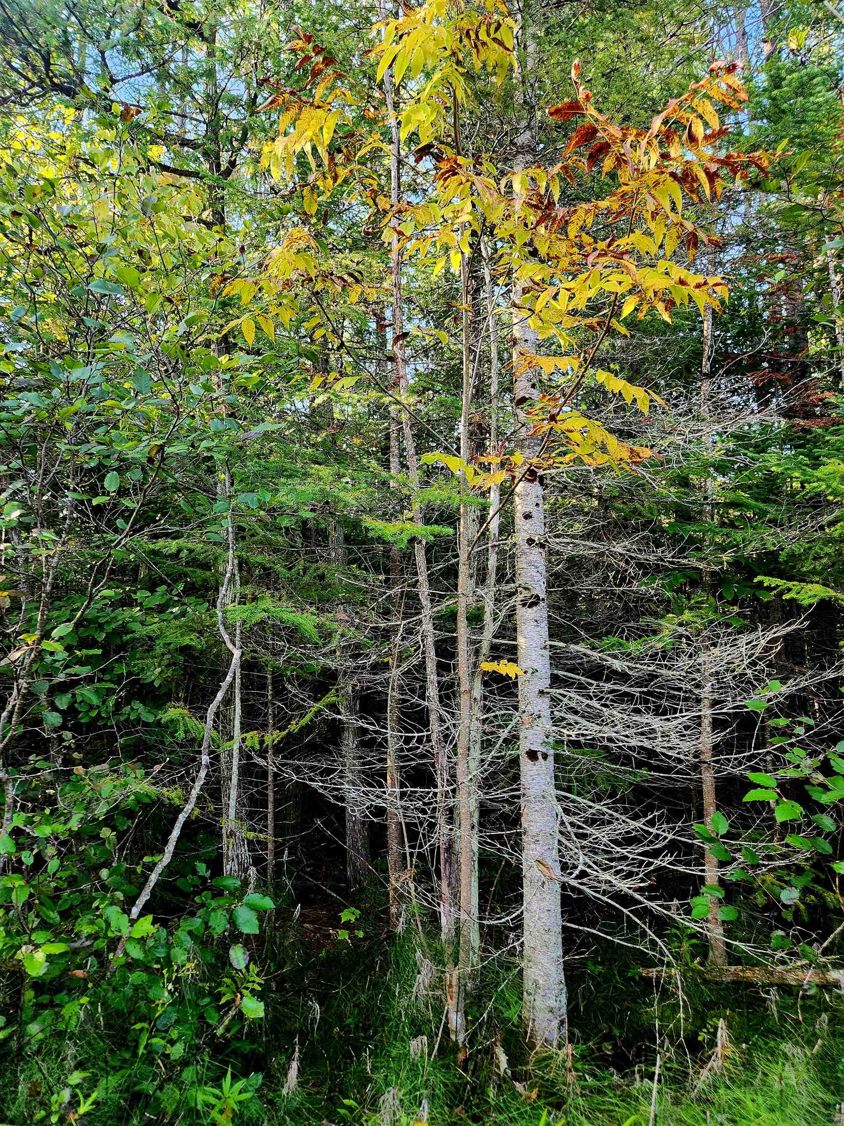 0 State Road, Kalkaska, MI, 49646