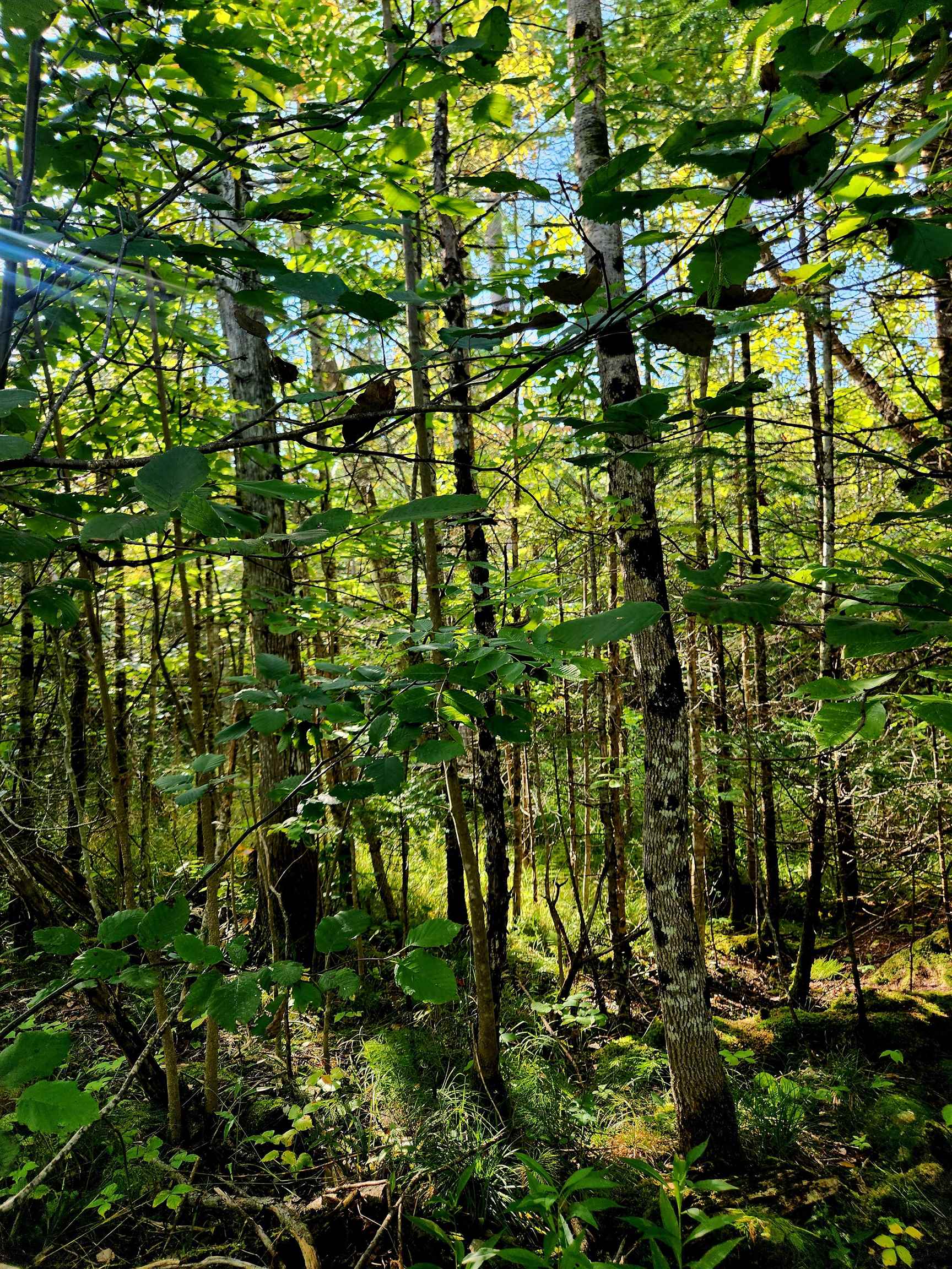 0 State Road, Kalkaska, MI, 49646