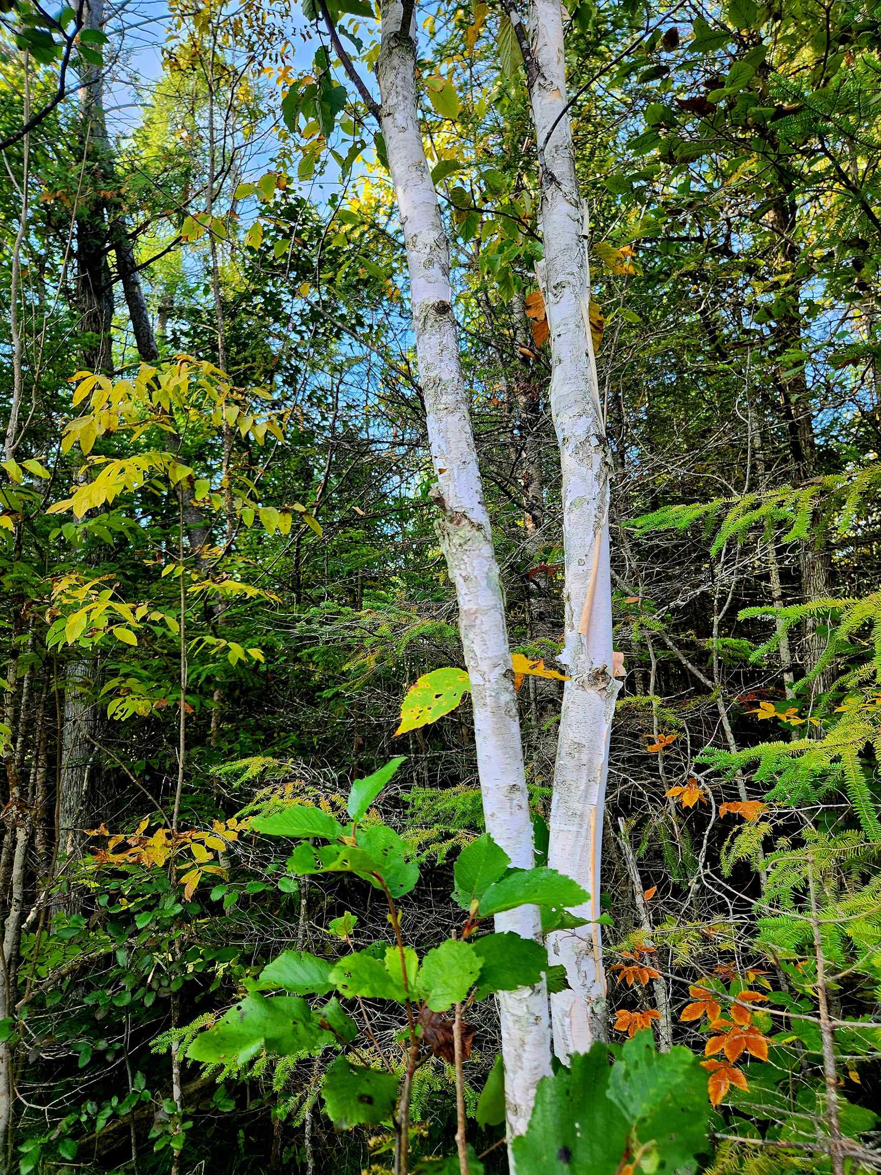 0 State Road, Kalkaska, MI, 49646