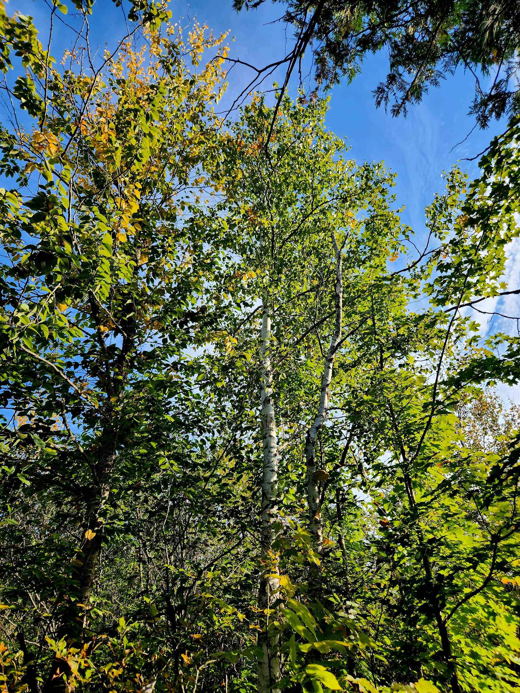 0 State Road, Kalkaska, MI, 49646