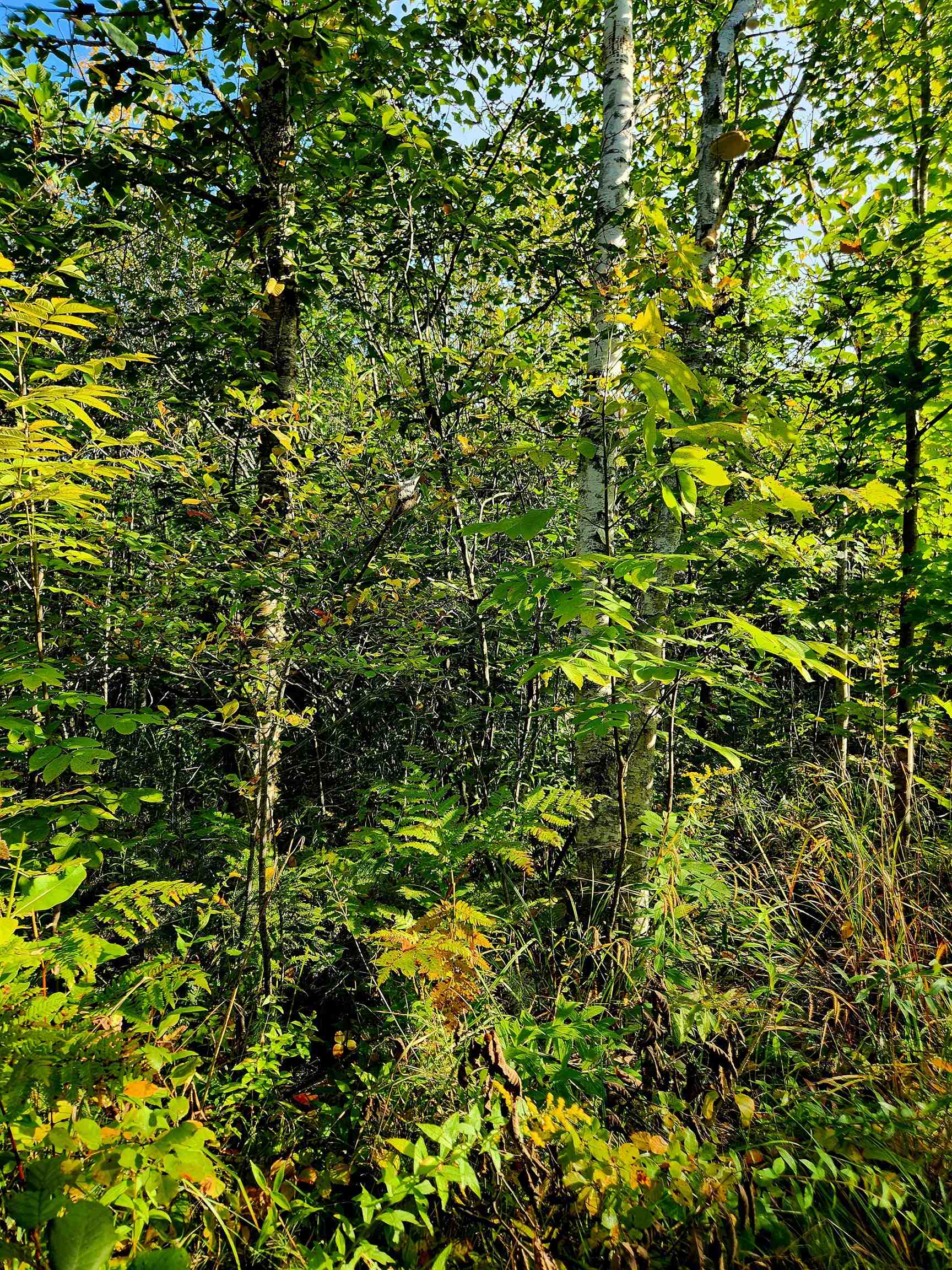 0 State Road, Kalkaska, MI, 49646