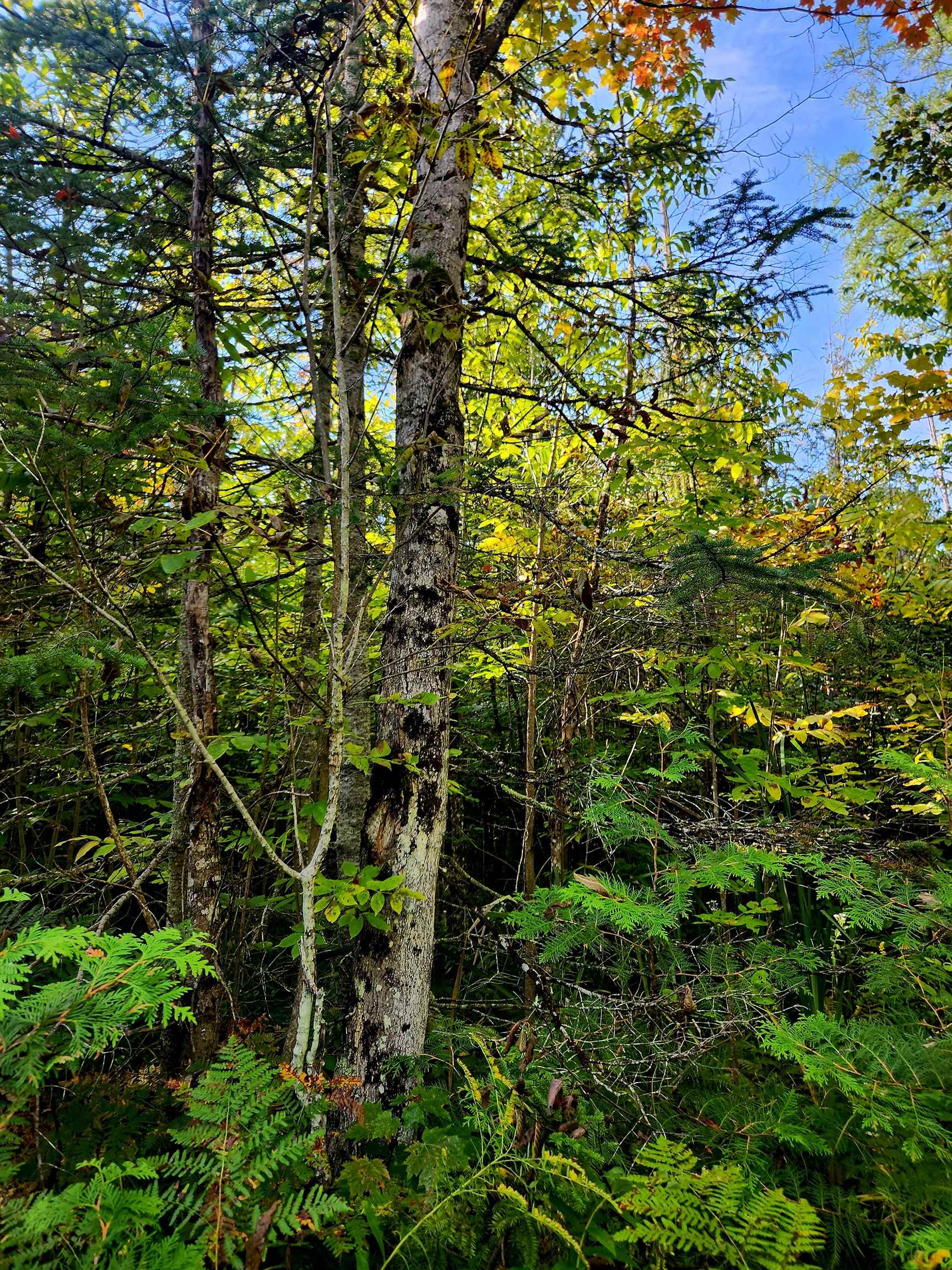 0 State Road, Kalkaska, MI, 49646