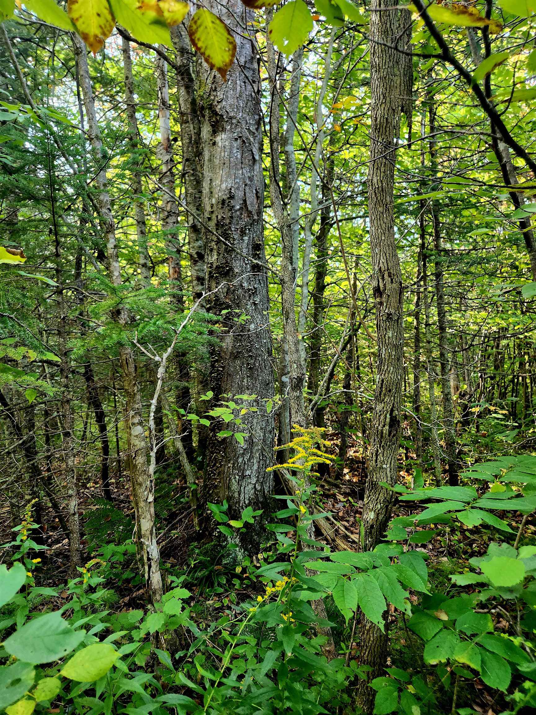 0 State Road, Kalkaska, MI, 49646