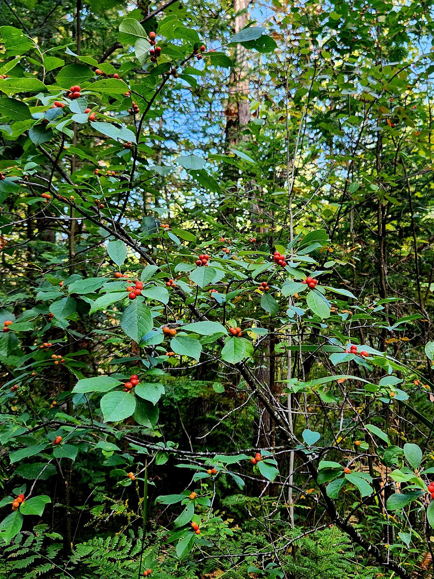 0 State Road, Kalkaska, MI, 49646