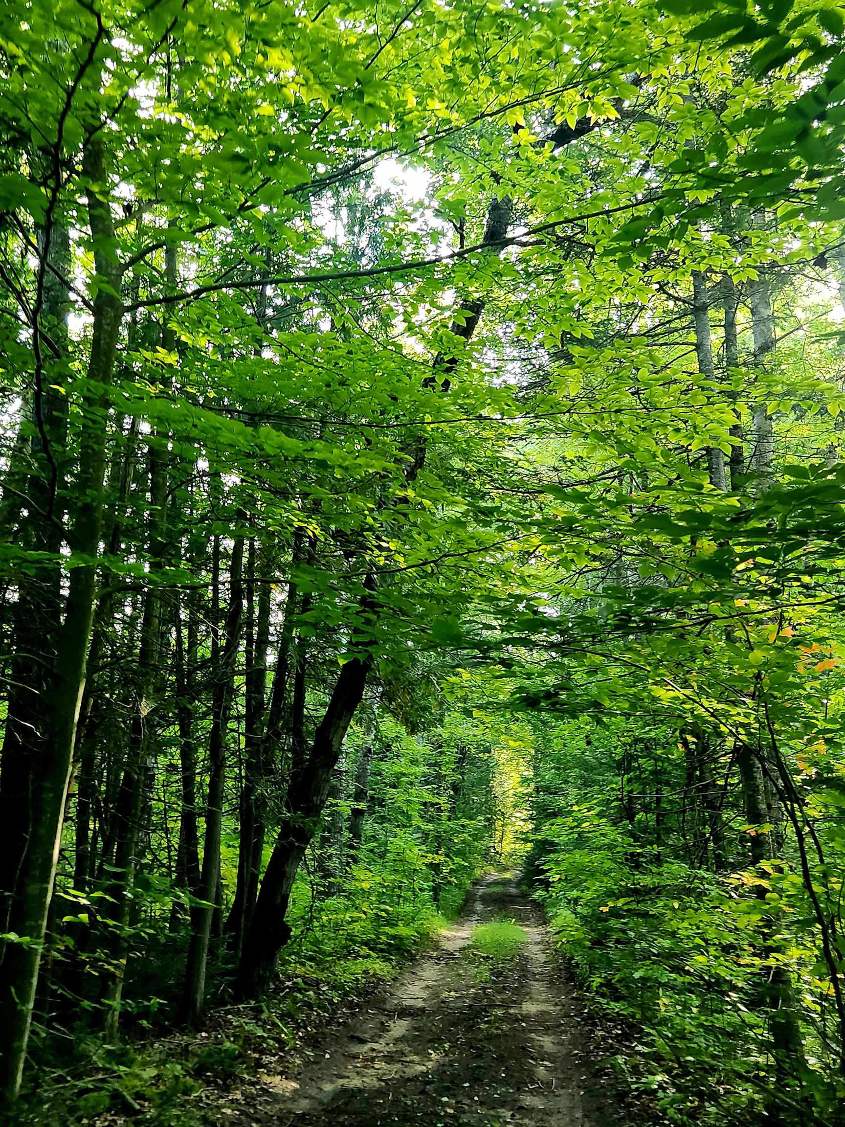 0 State Road, Kalkaska, MI, 49646