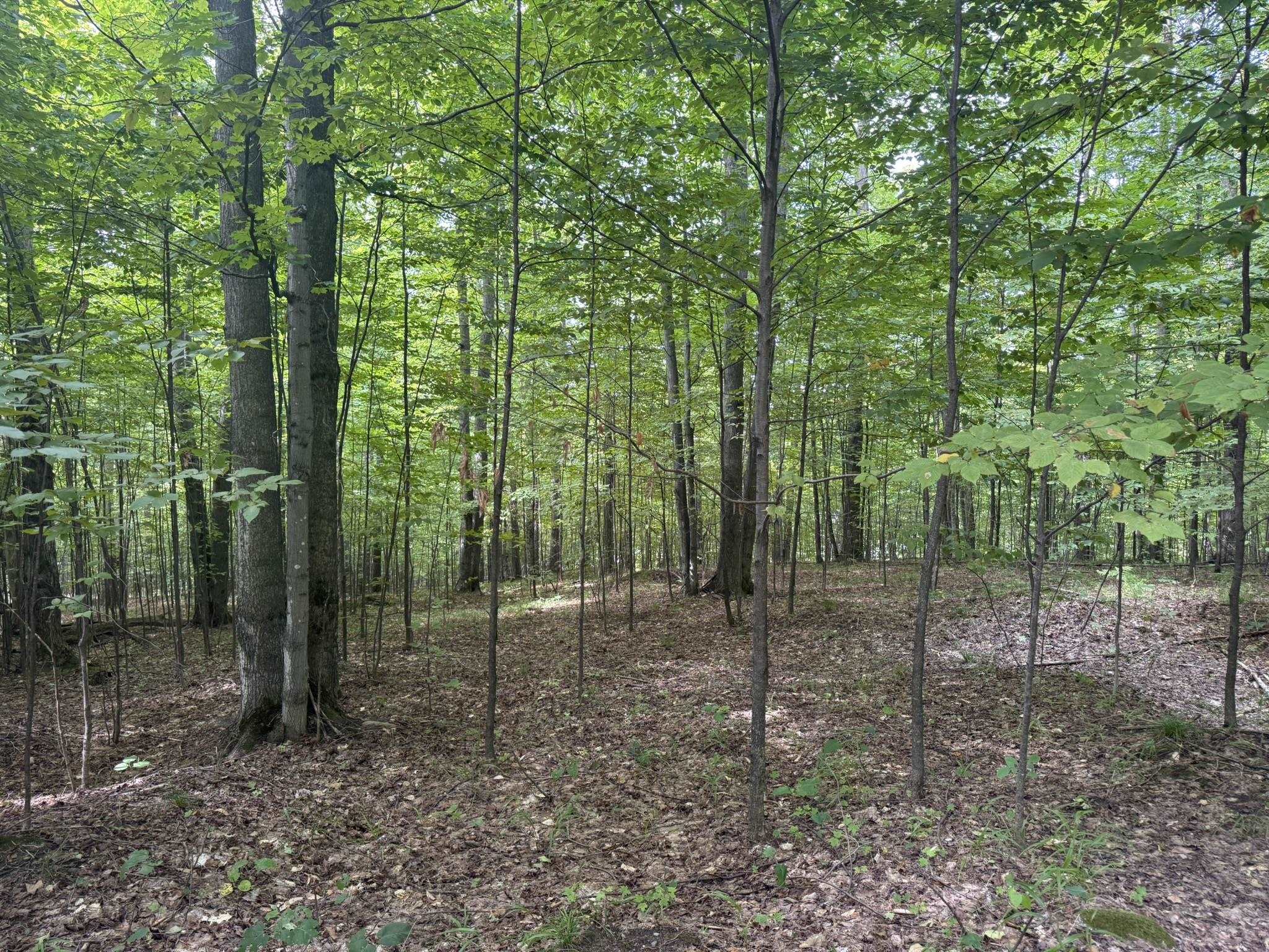 Photo 4 of Land for sale at Lot 253 Niblick Ct, Bellaire, MI 49615 | MLS# 78080061887 | Listing updated on 2026-09-15
