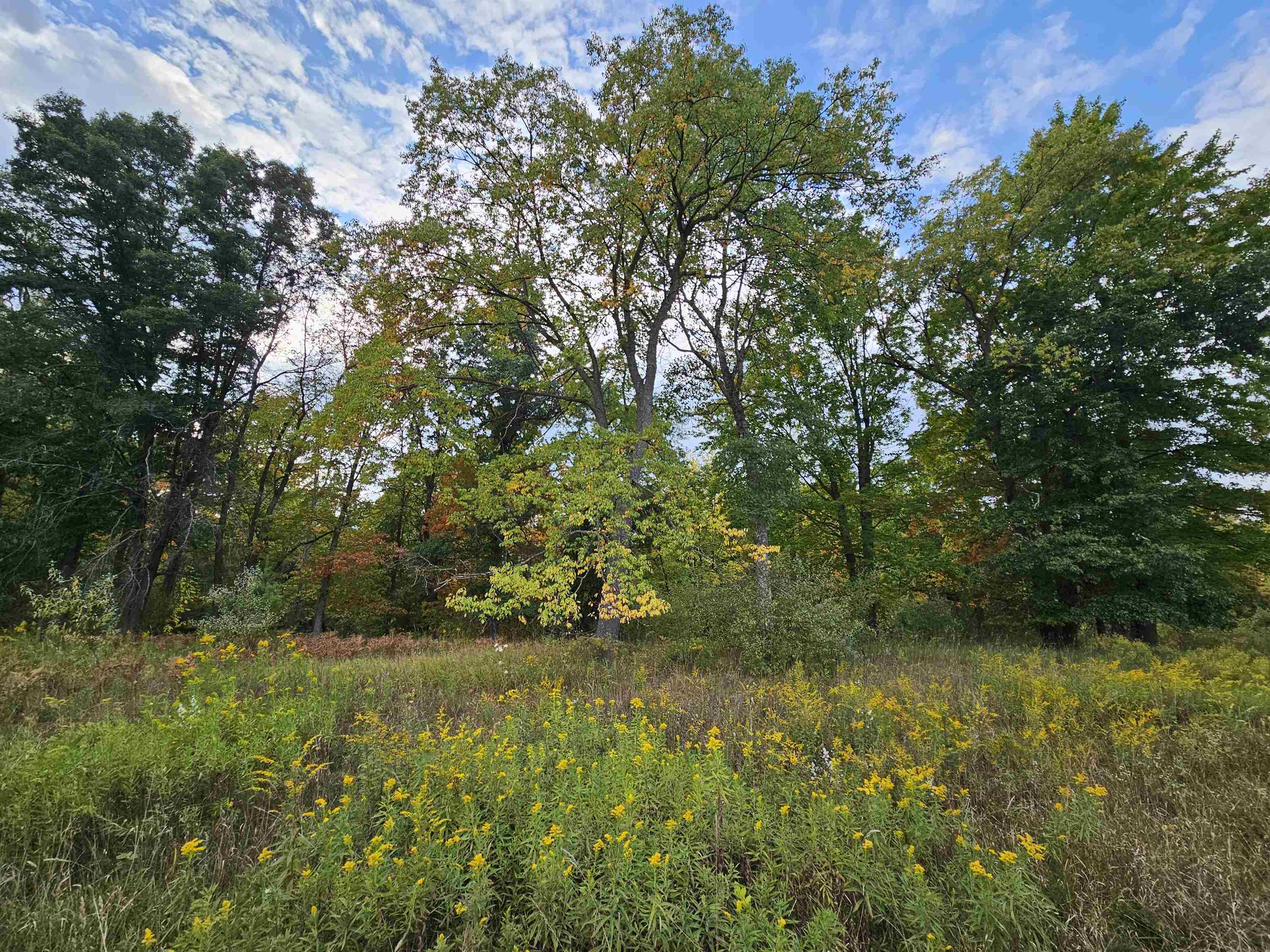 5th image of 0 Twin Lake Rd, Marion, MI 49665 | MLS# 78080062932