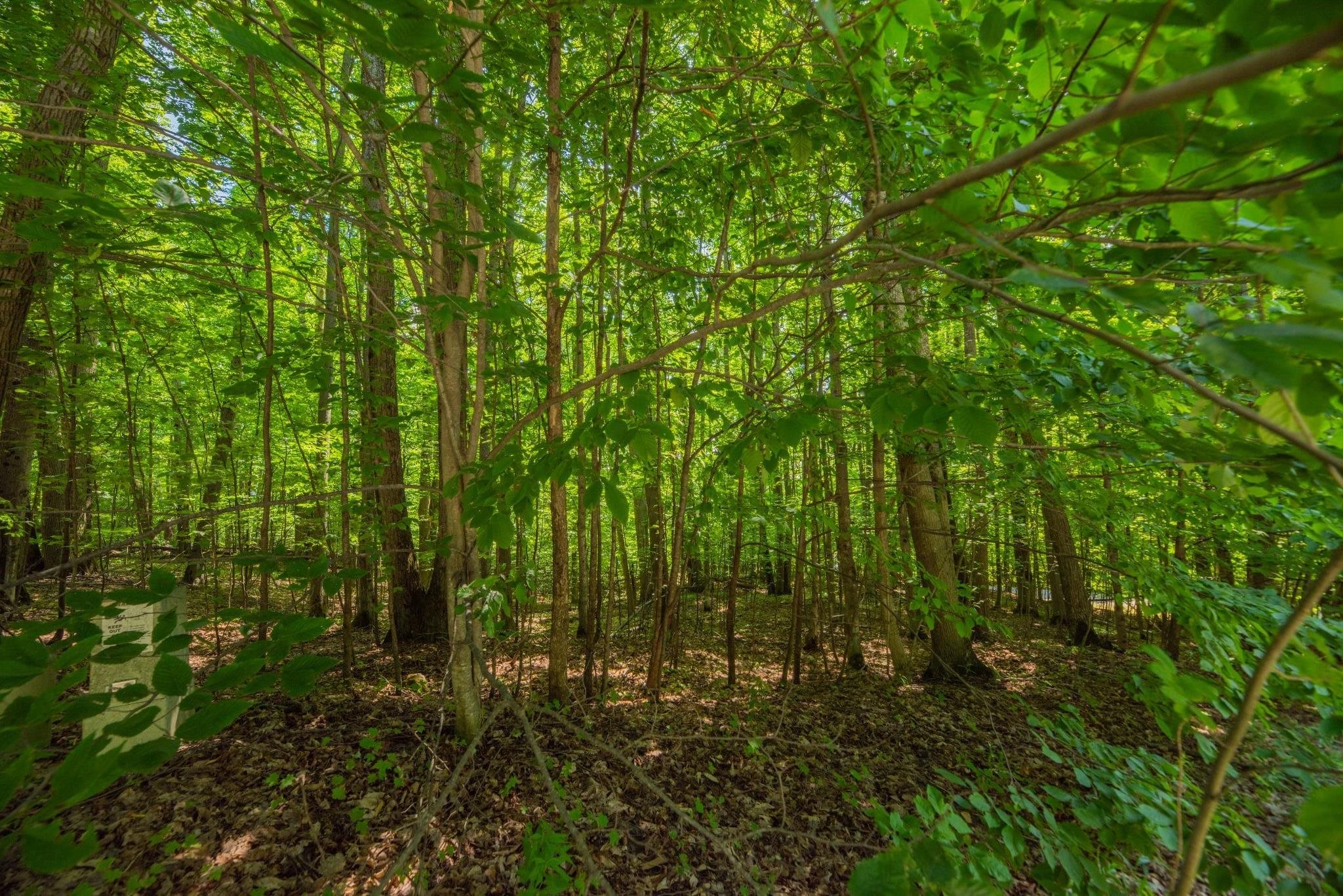 Lot 165 Forest Highlands Lot: 165 photo 4