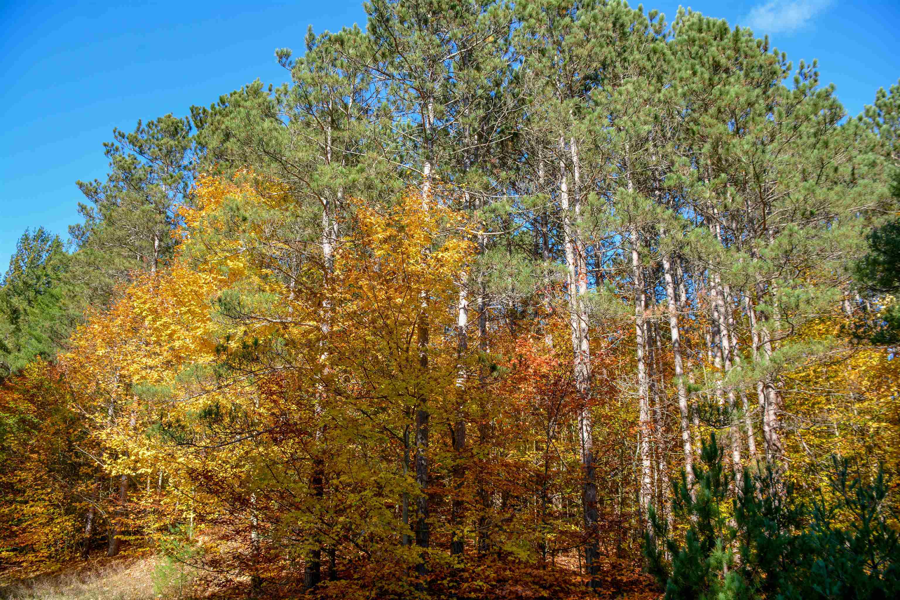 W Timber Lane, Empire, MI, 49630