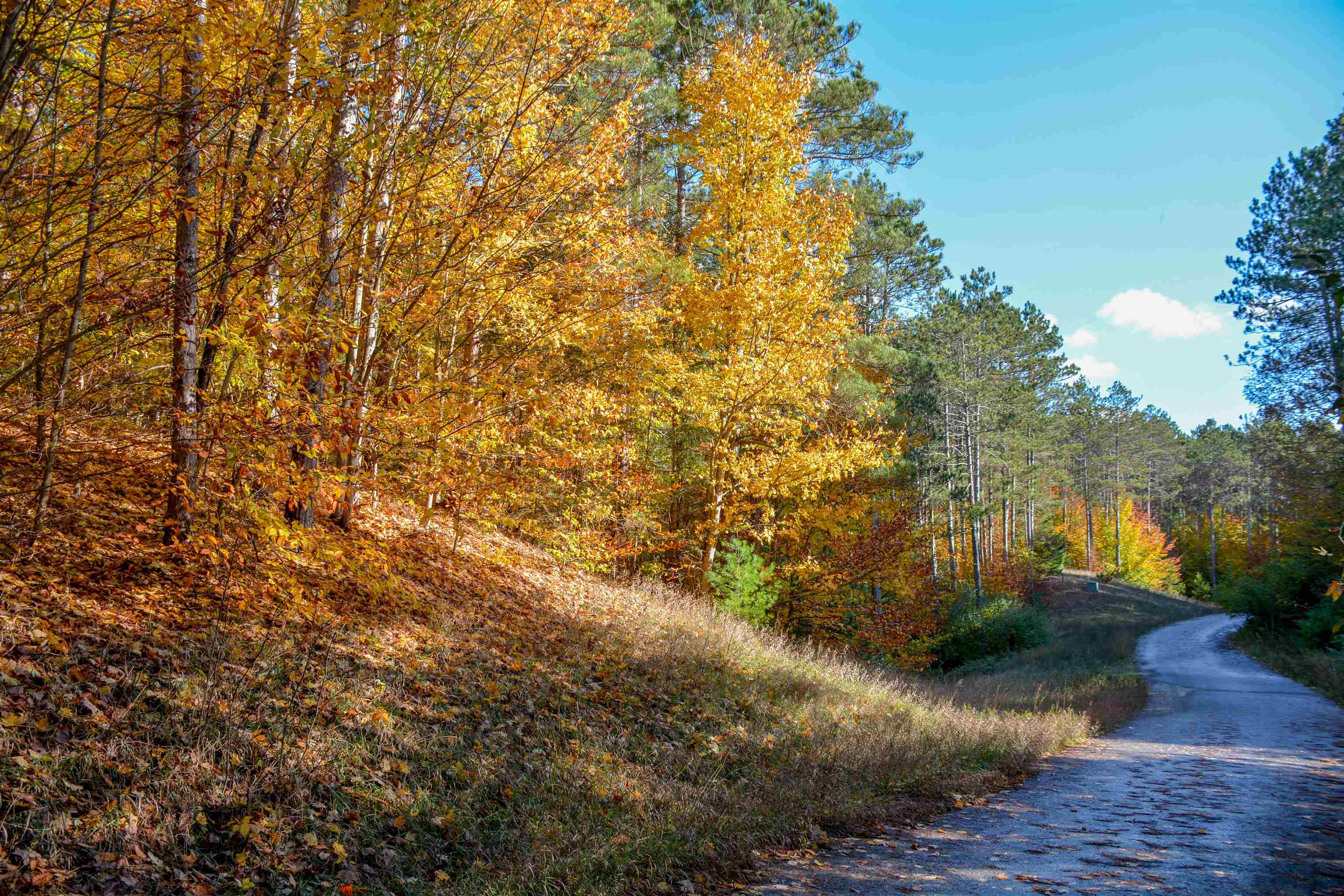 W Timber Lane, Empire, MI, 49630