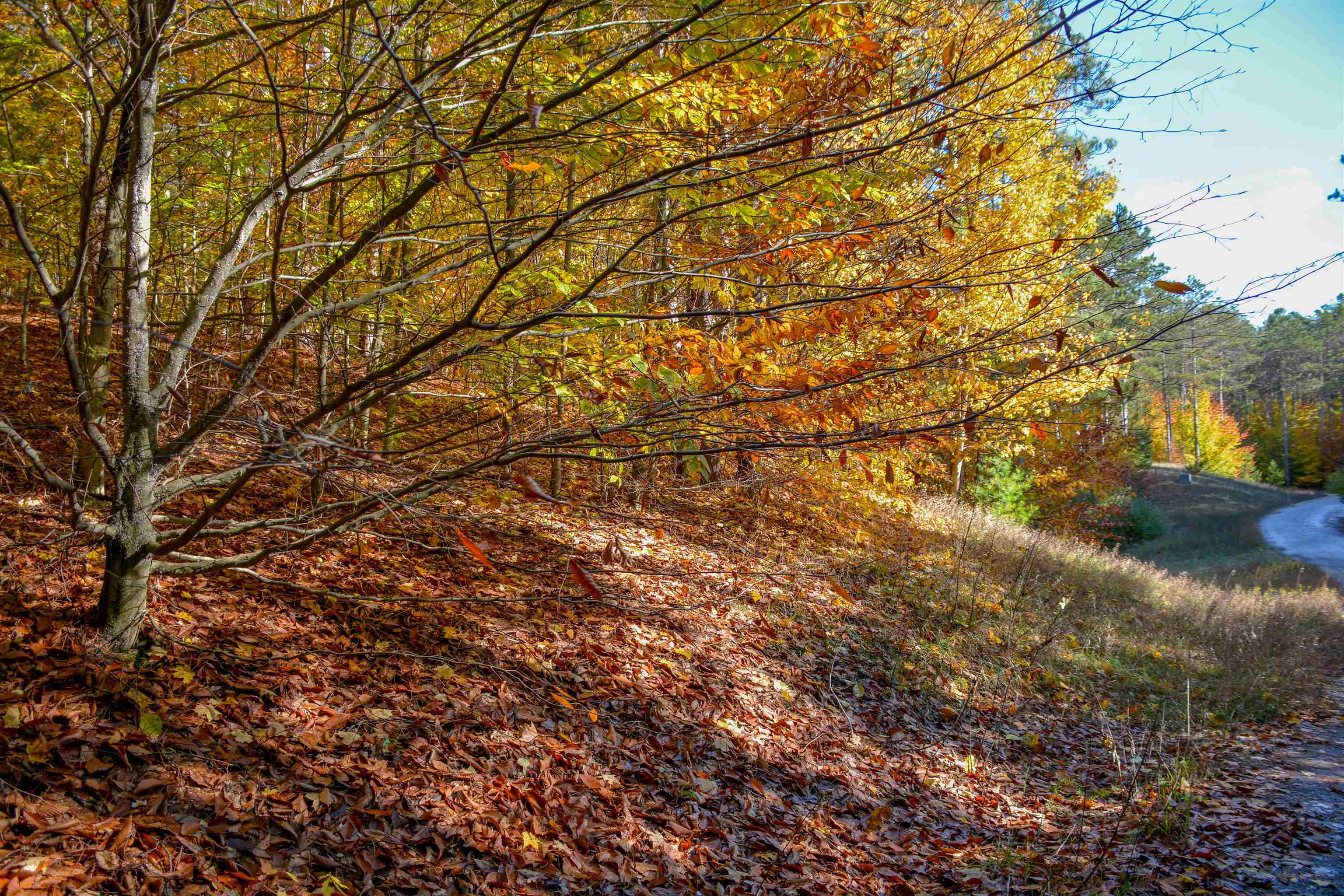 W Timber Lane, Empire, MI, 49630