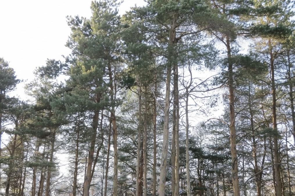 Homes for sale in Kingsley, MI | C Garfield Rd, Kingsley, MI 49649 | MLS# 80065223