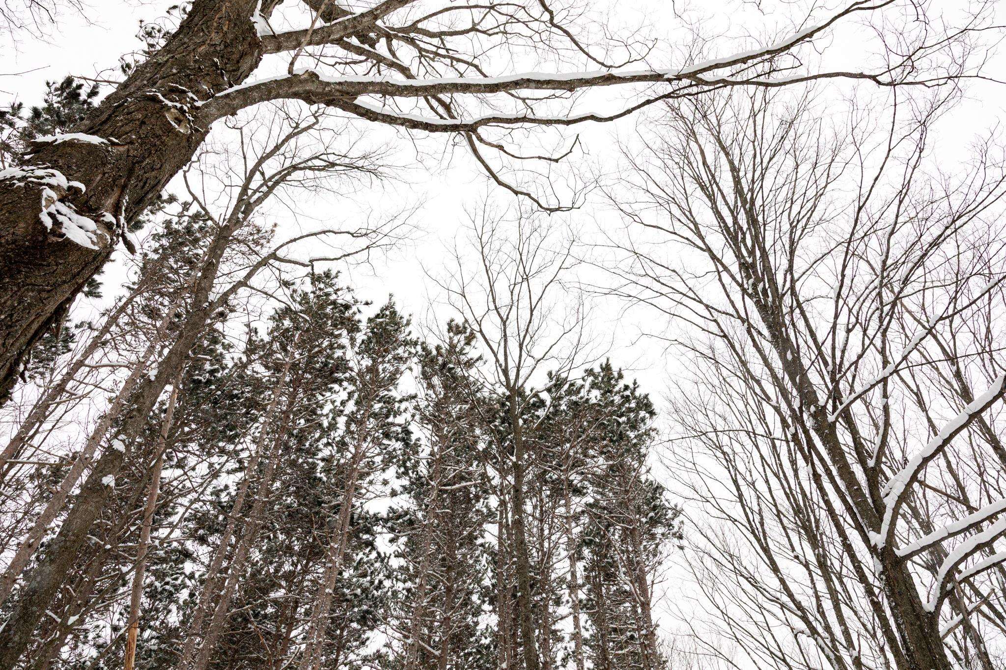  UNIT Lot: 2, Cedar, MI, 49621