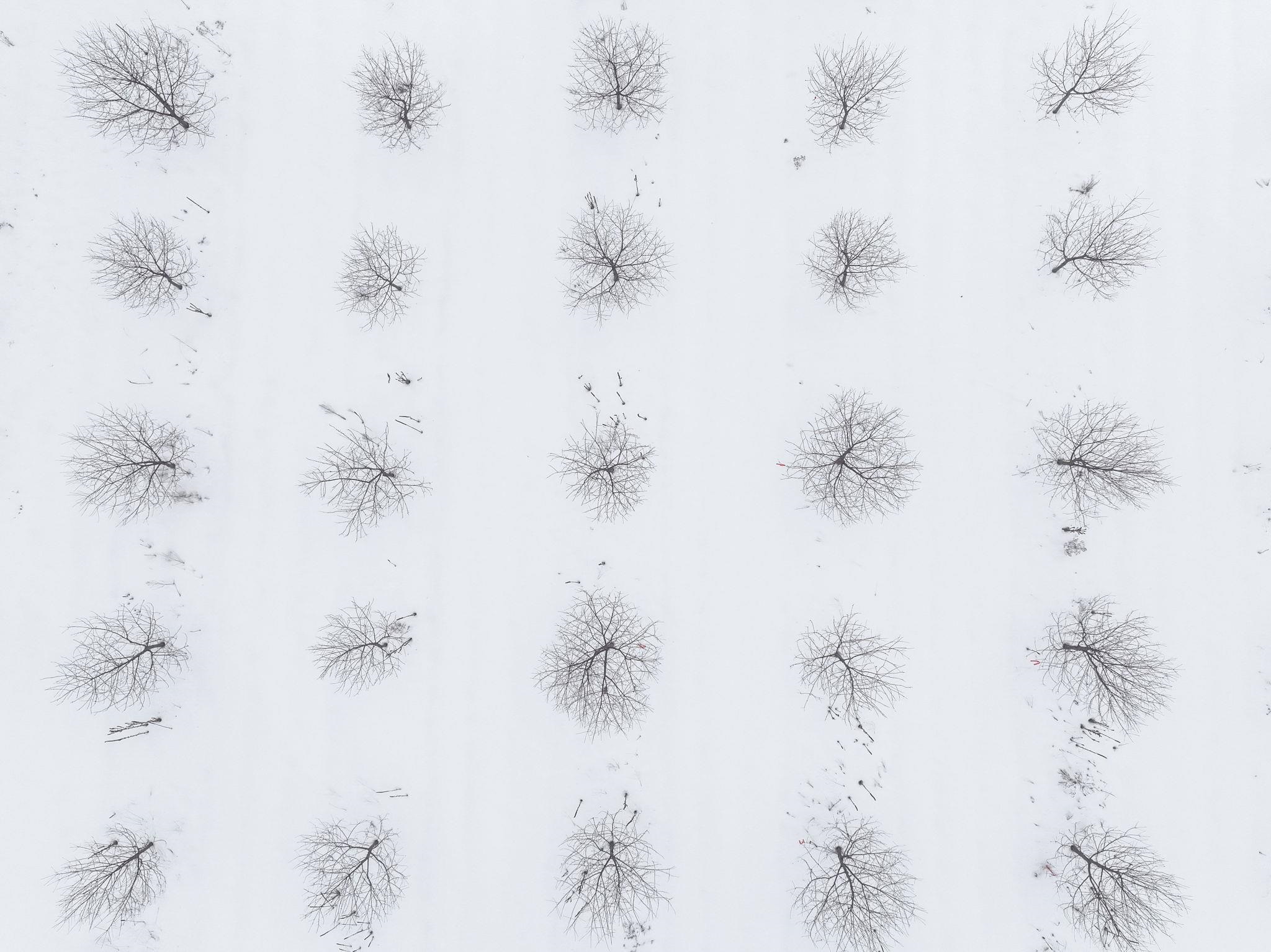 Parcel B Chippewa Trail, Rapid City, MI, 49676