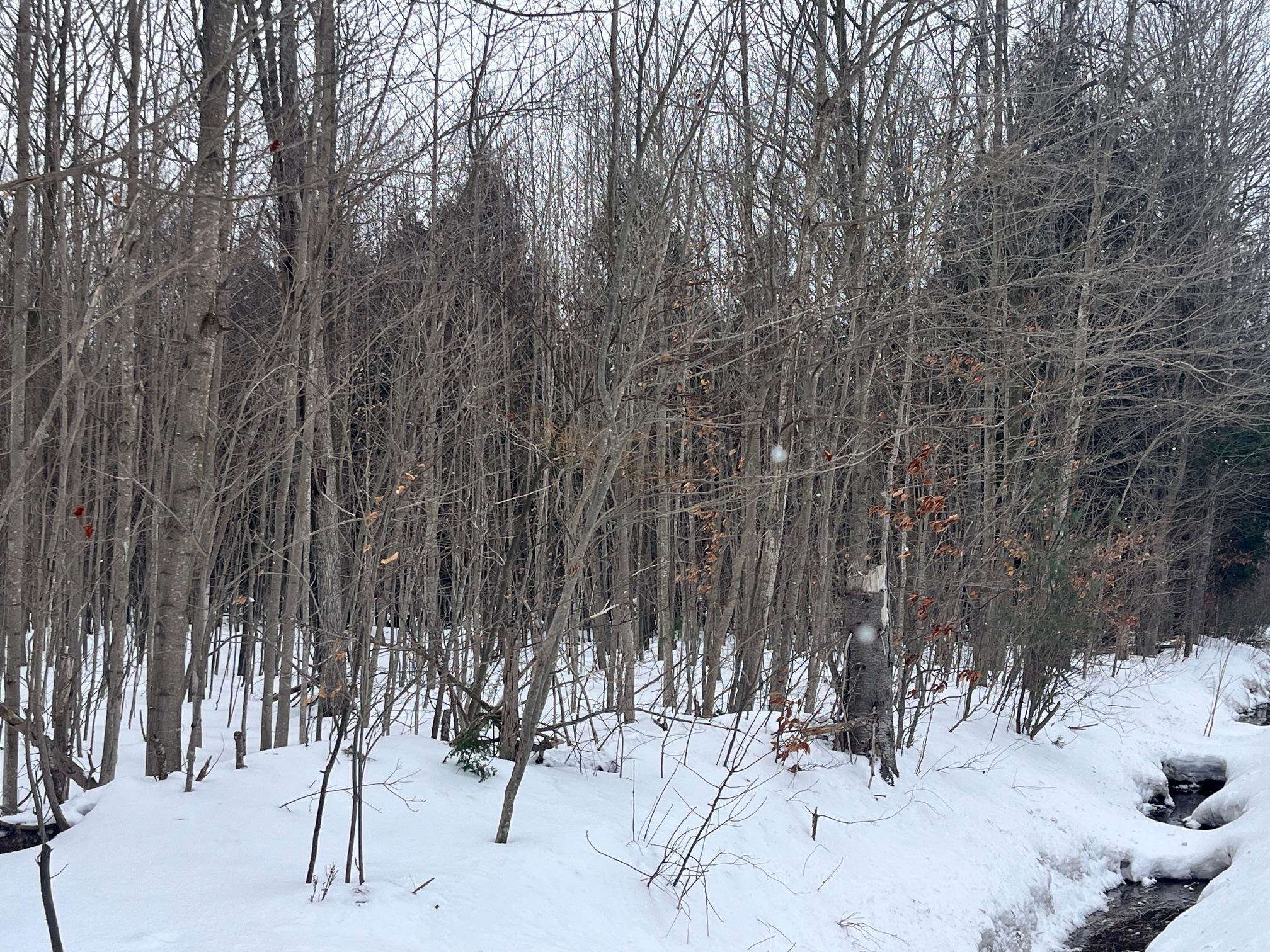 VL 9 Mile Road, Kaleva, MI, 49645